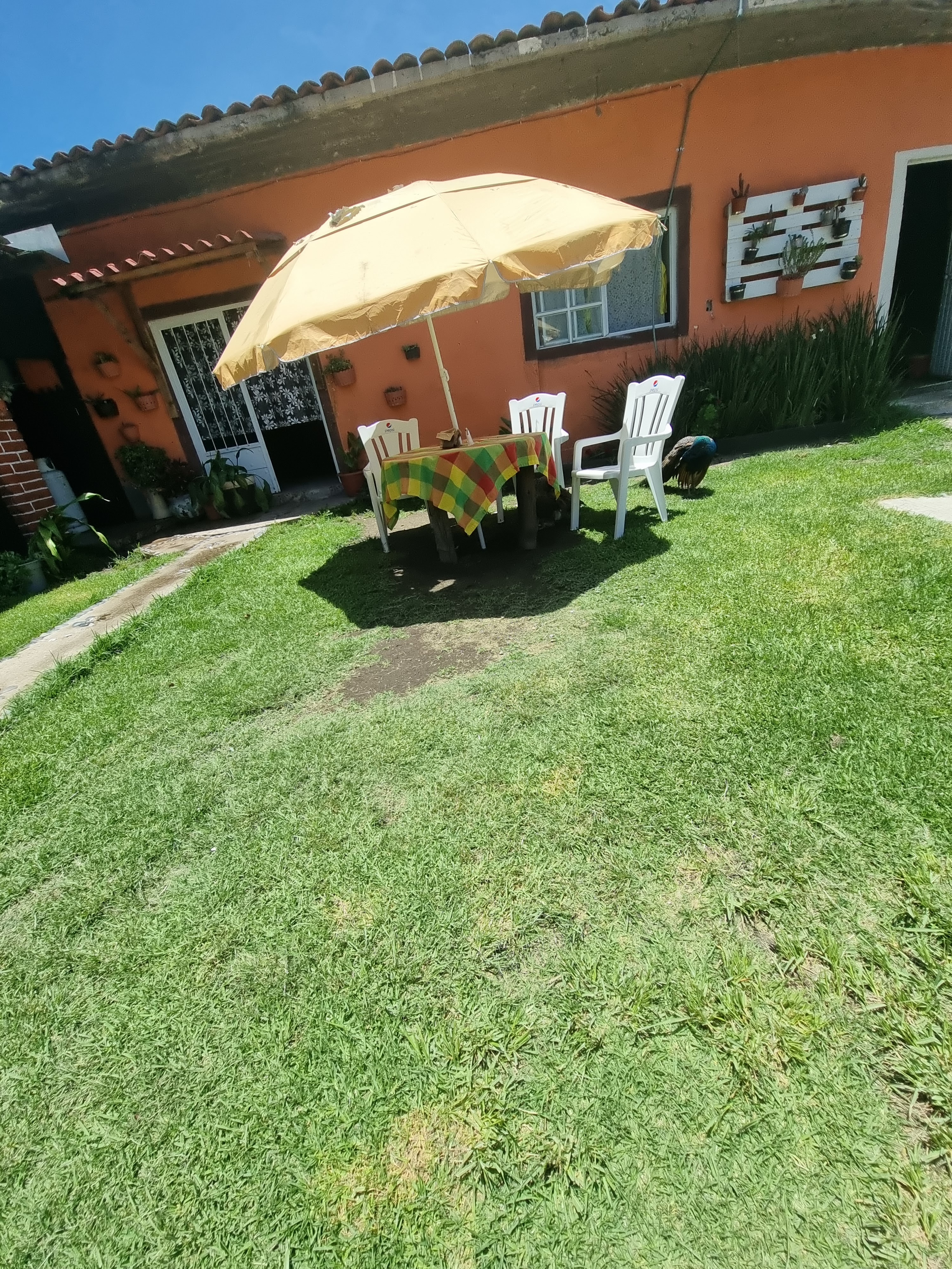 Carnitas "El Portal" image 10