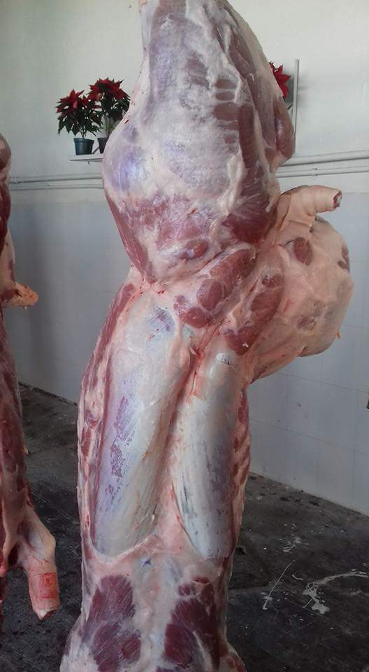 CARNITAS "El ROY" image 3