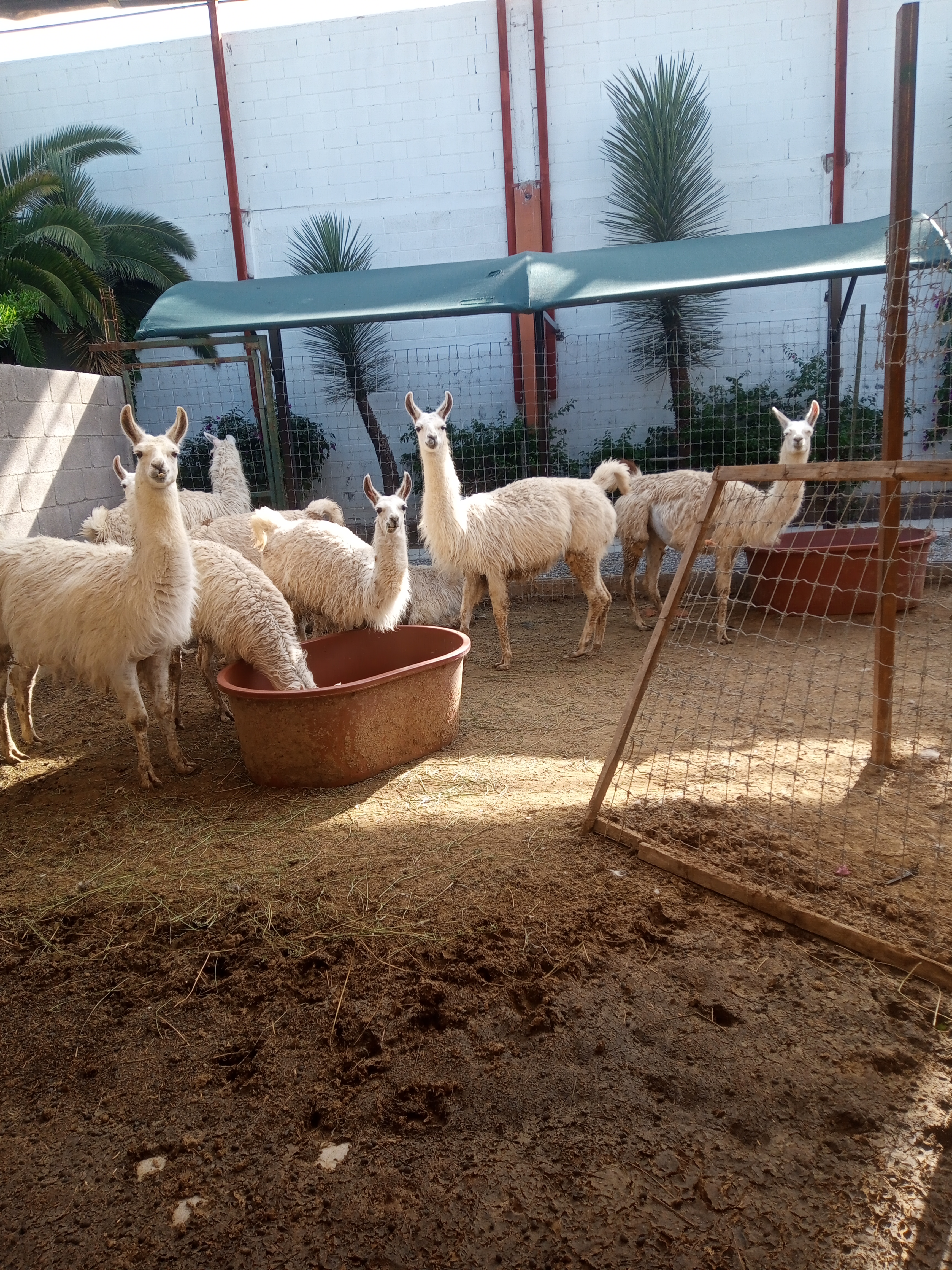 Restaurant La Güera image 4