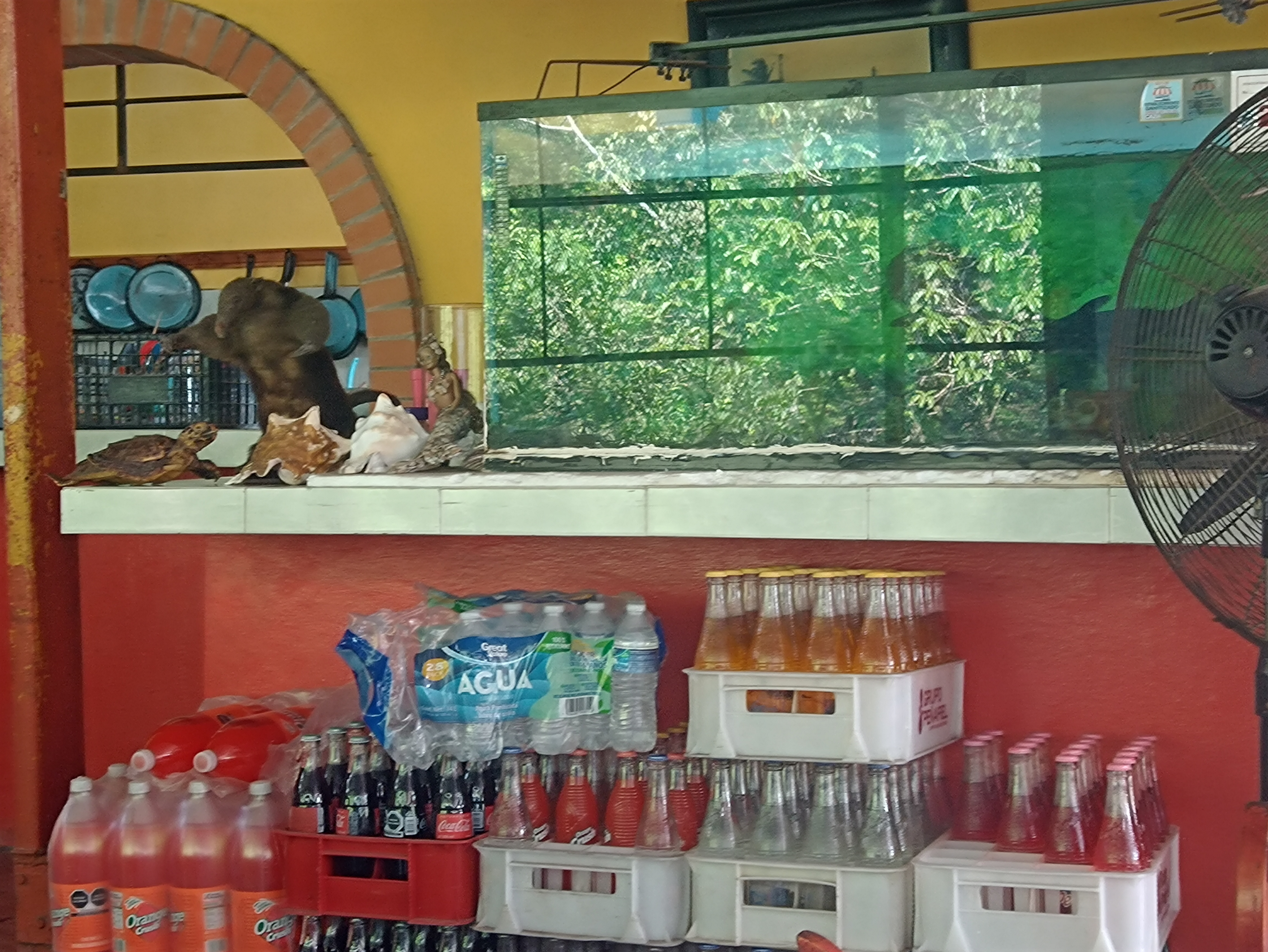 Los Chucumites Manantial Chiquihuite image 1