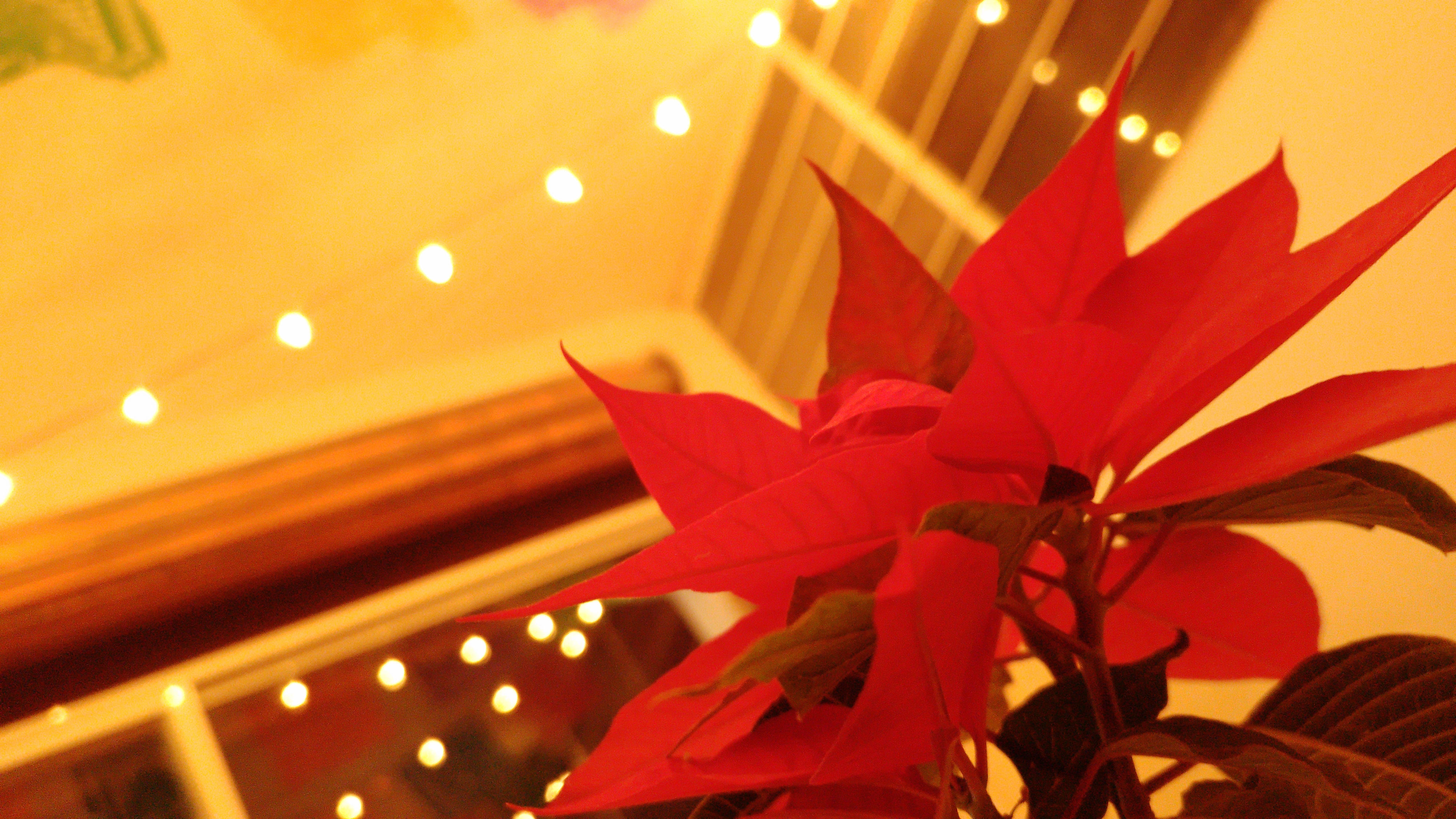 La Mexicana Restaurante image 10