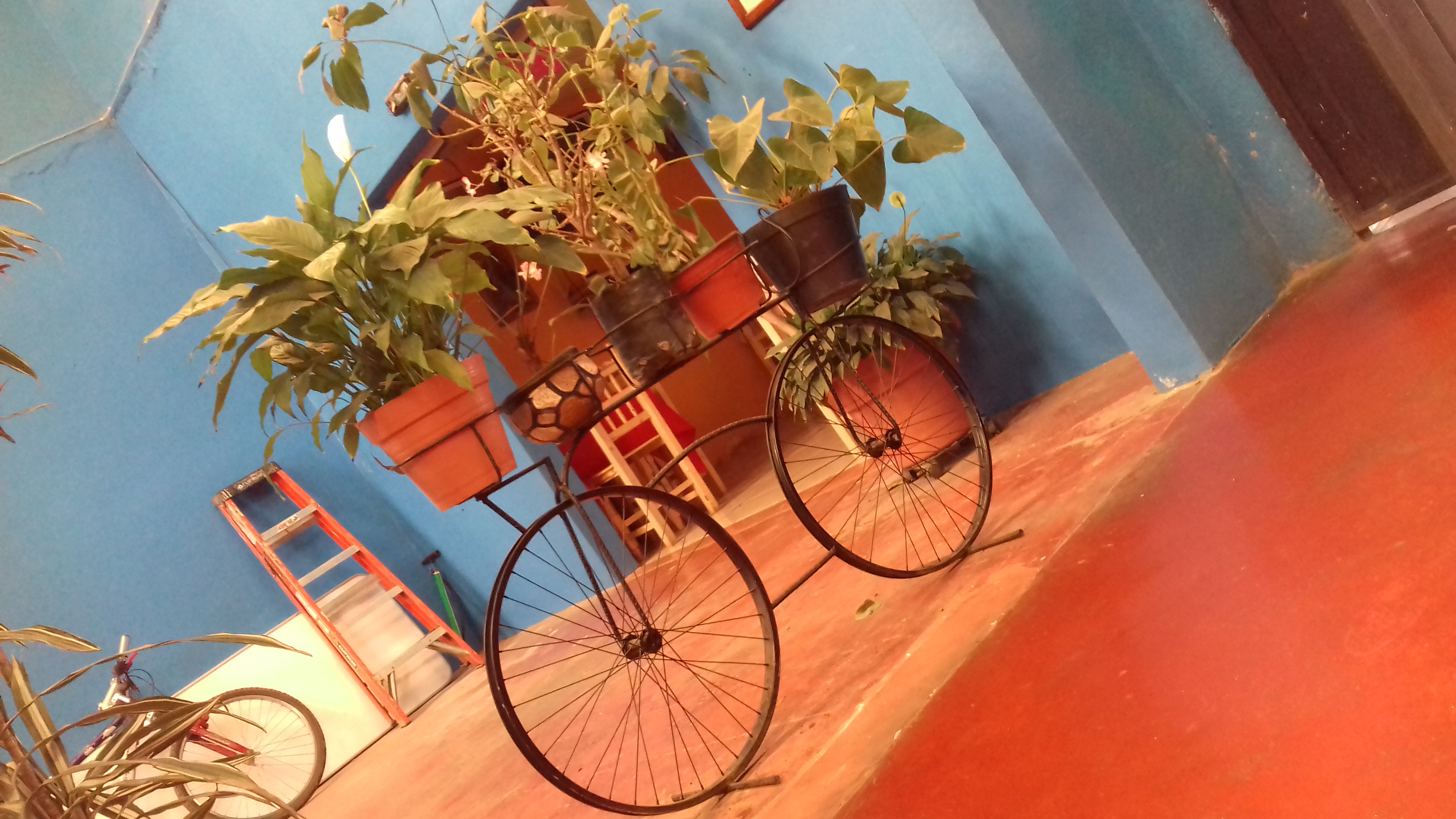 La Ballena Azul image 10