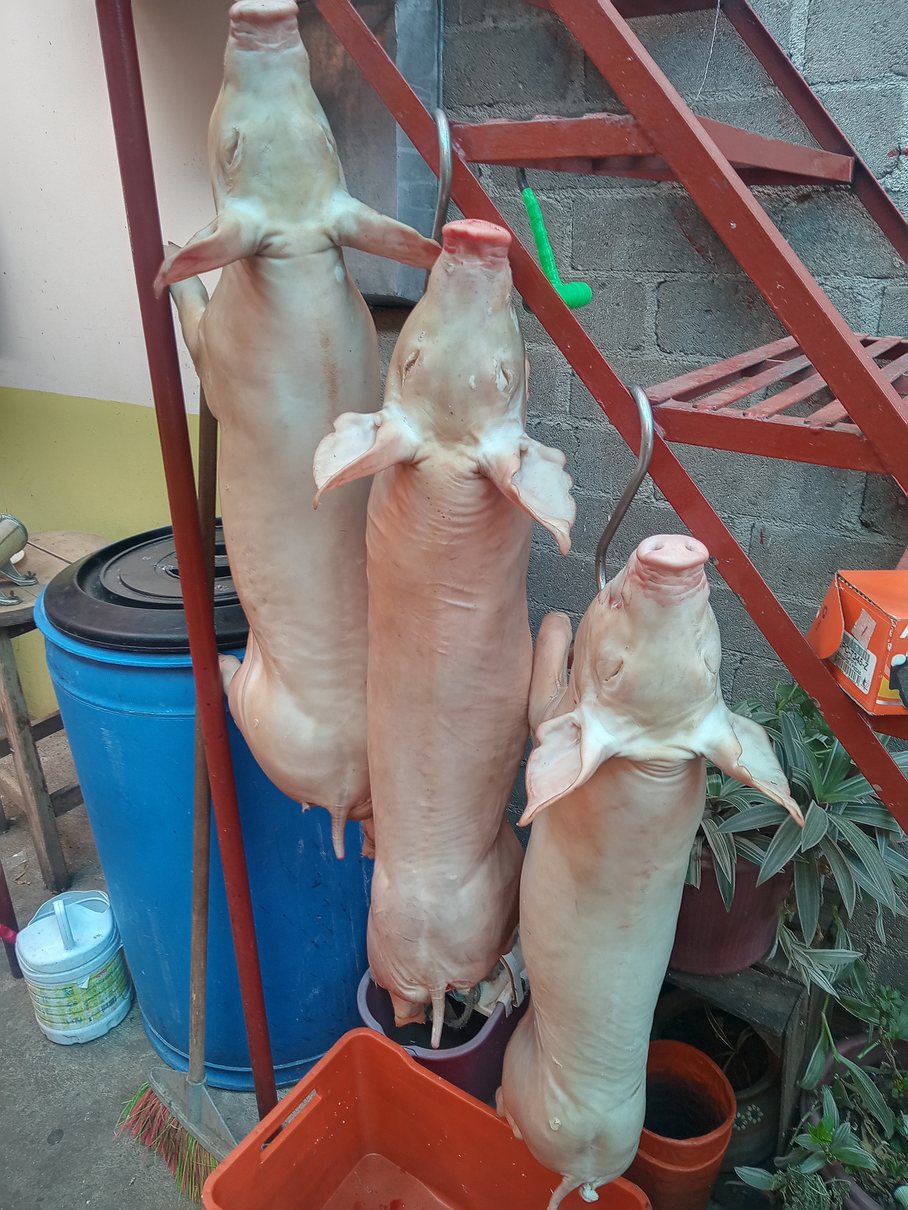 Carnitas Michoacanas Chamulitas image 10