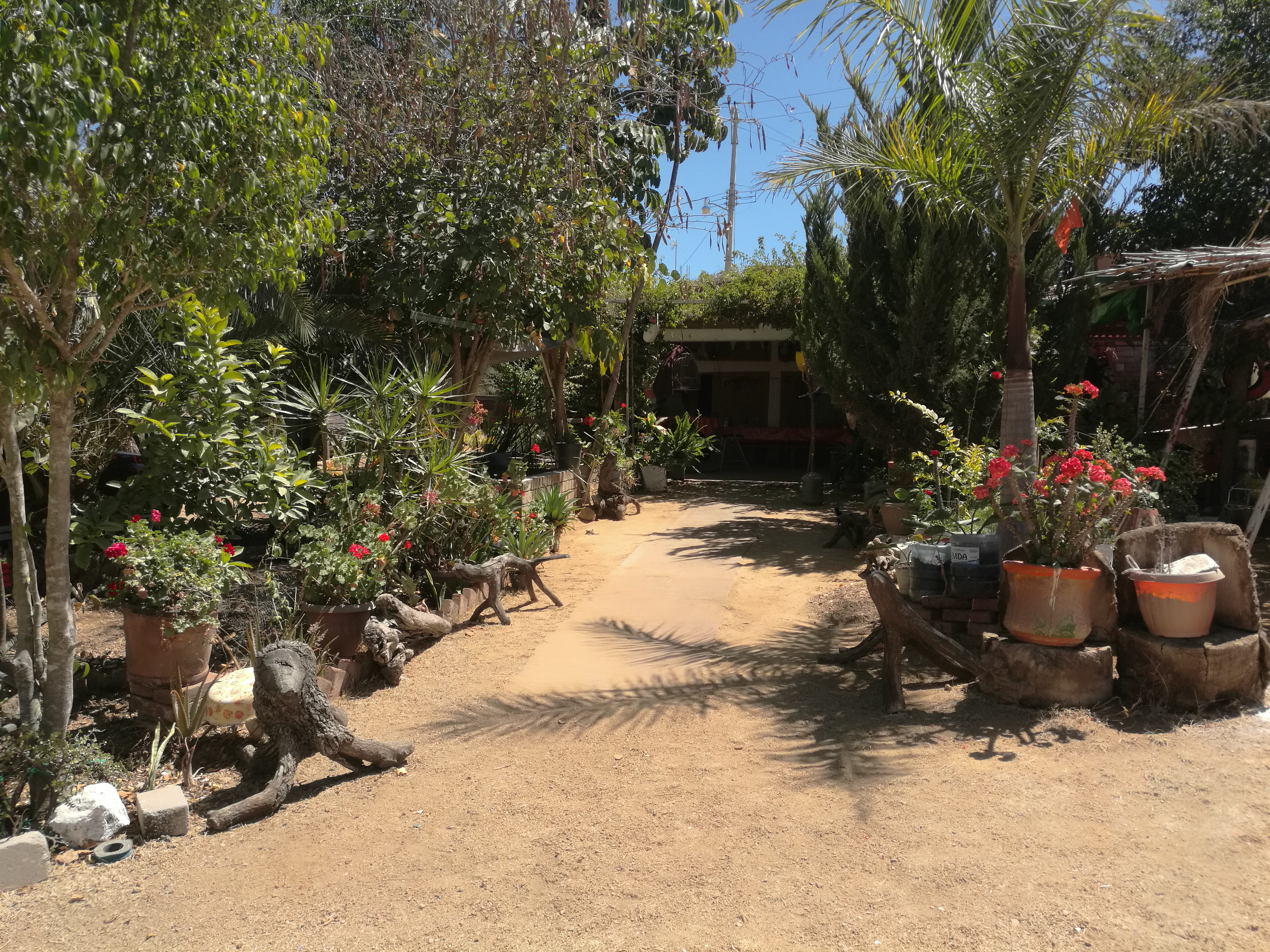 Los pinos mojarras y cocteles image 8