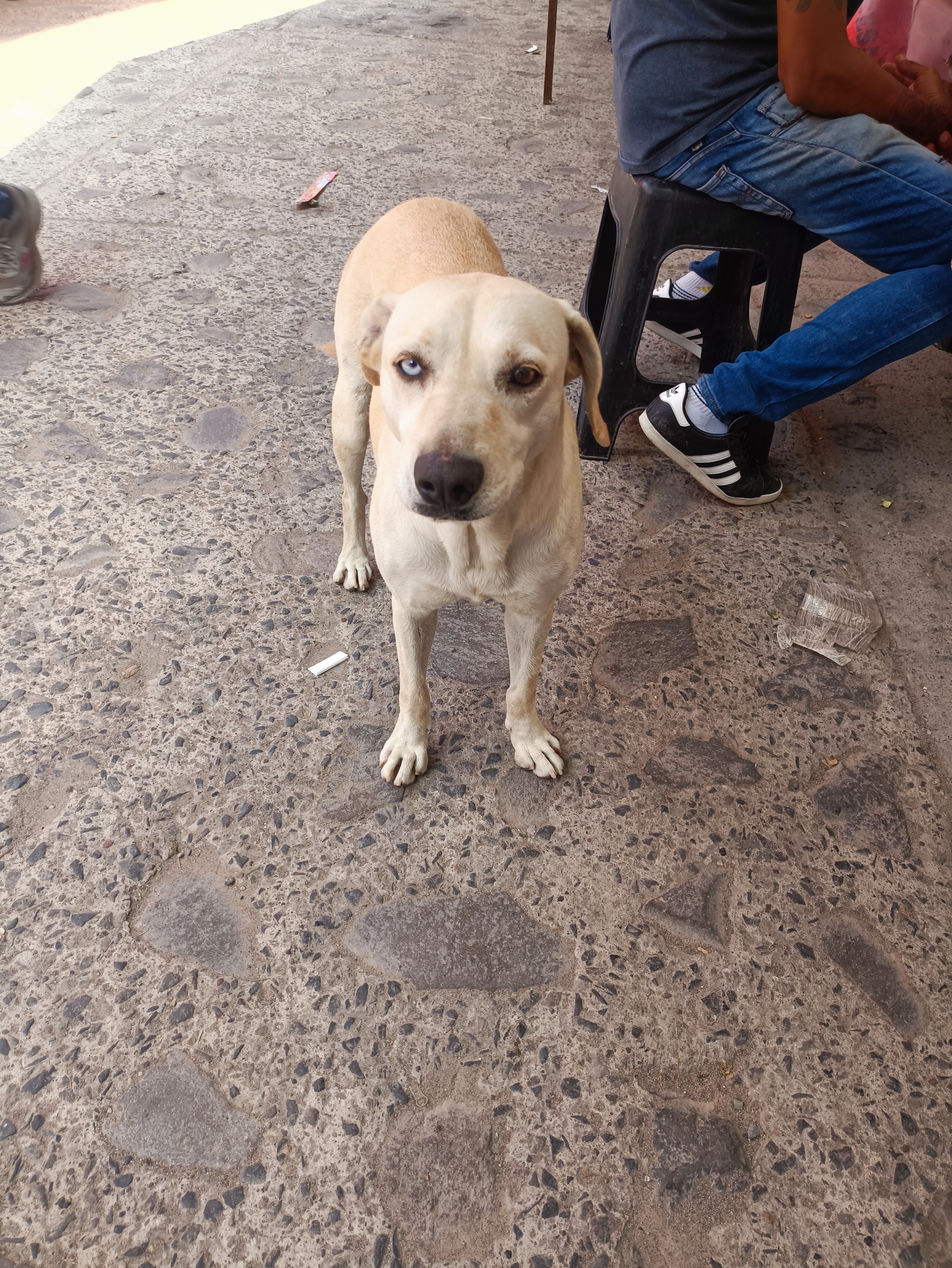 Dogos Letty's image 3