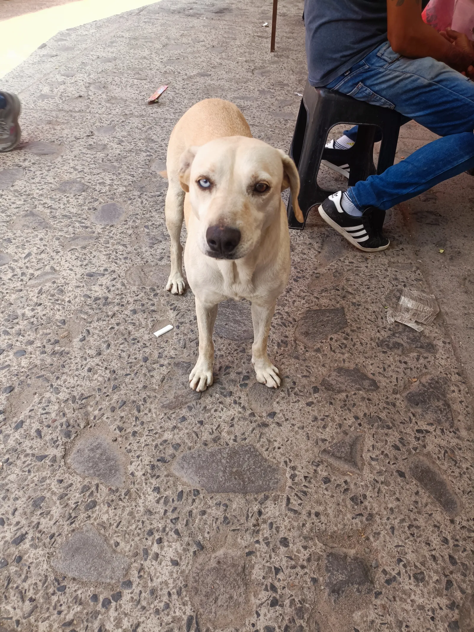Dogos Letty's image 3