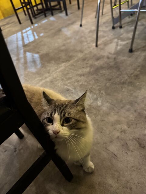 Meow Burger image 3