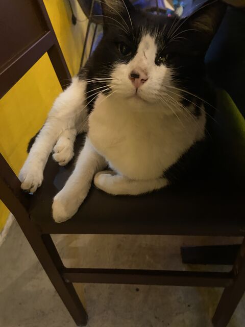 Meow Burger image 6