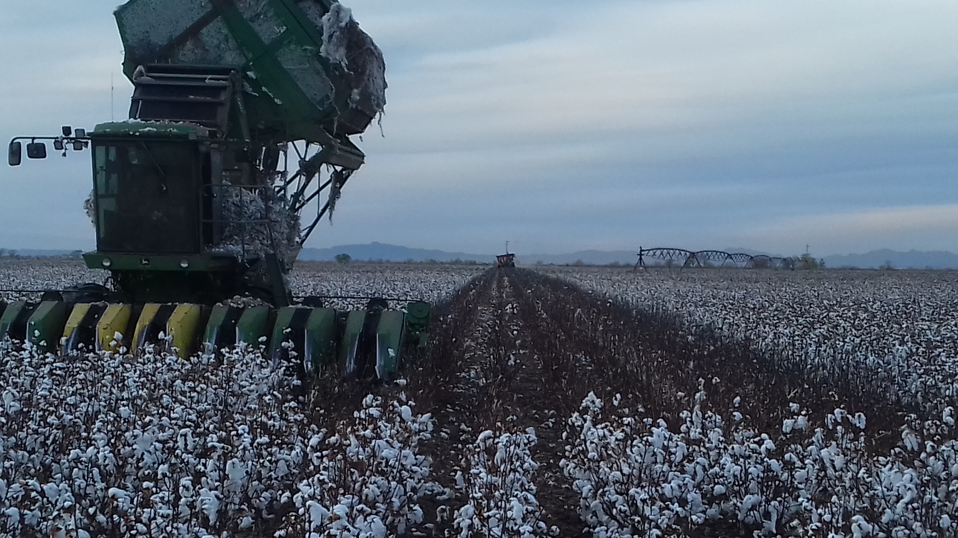 Seafood LoLo image 4