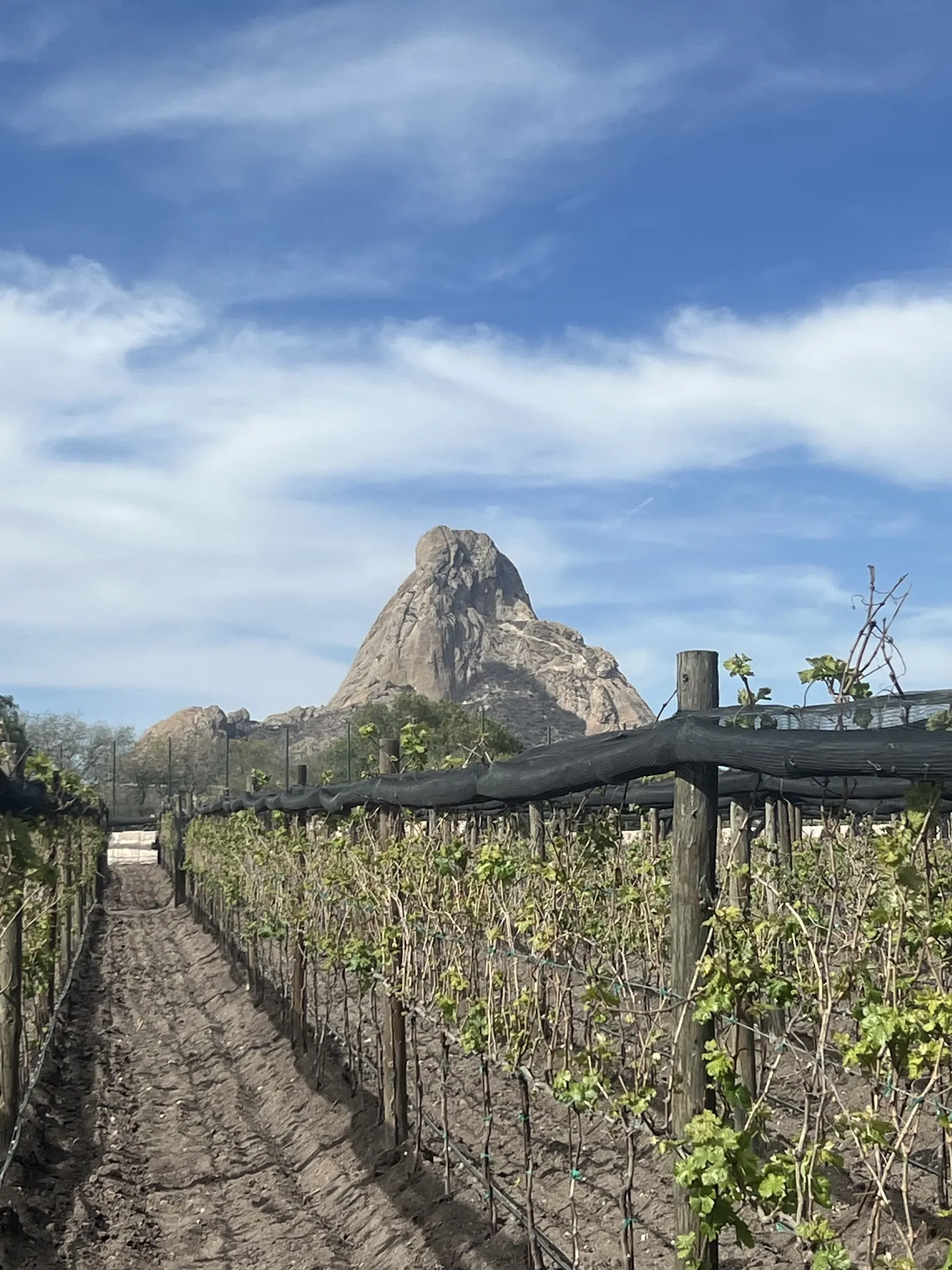 Olivo Tinto image 8