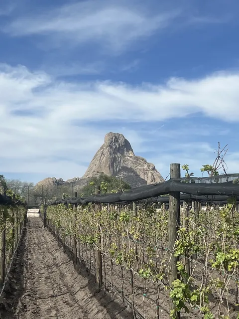 Olivo Tinto image 8