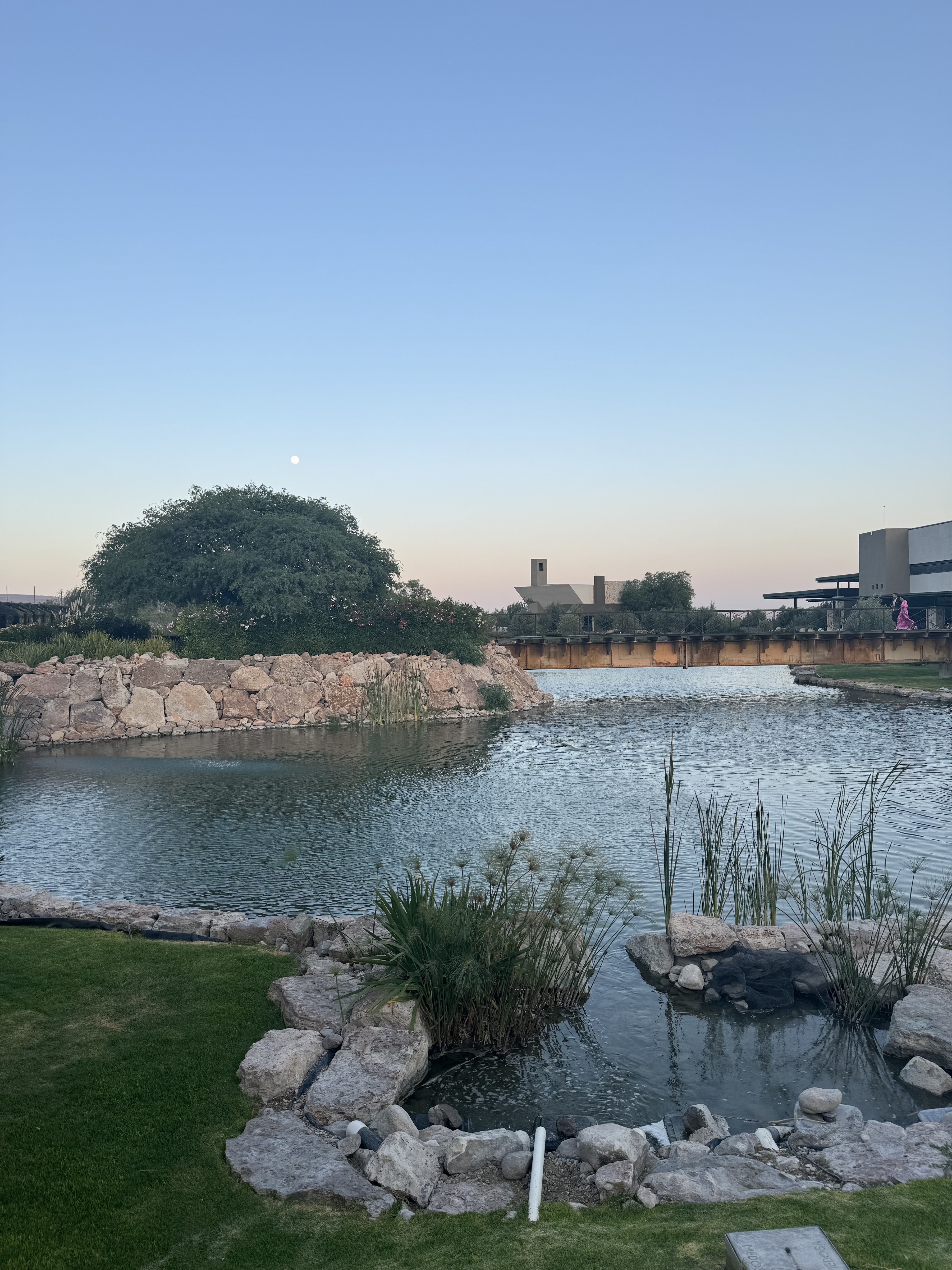 Olivo Tinto image 10