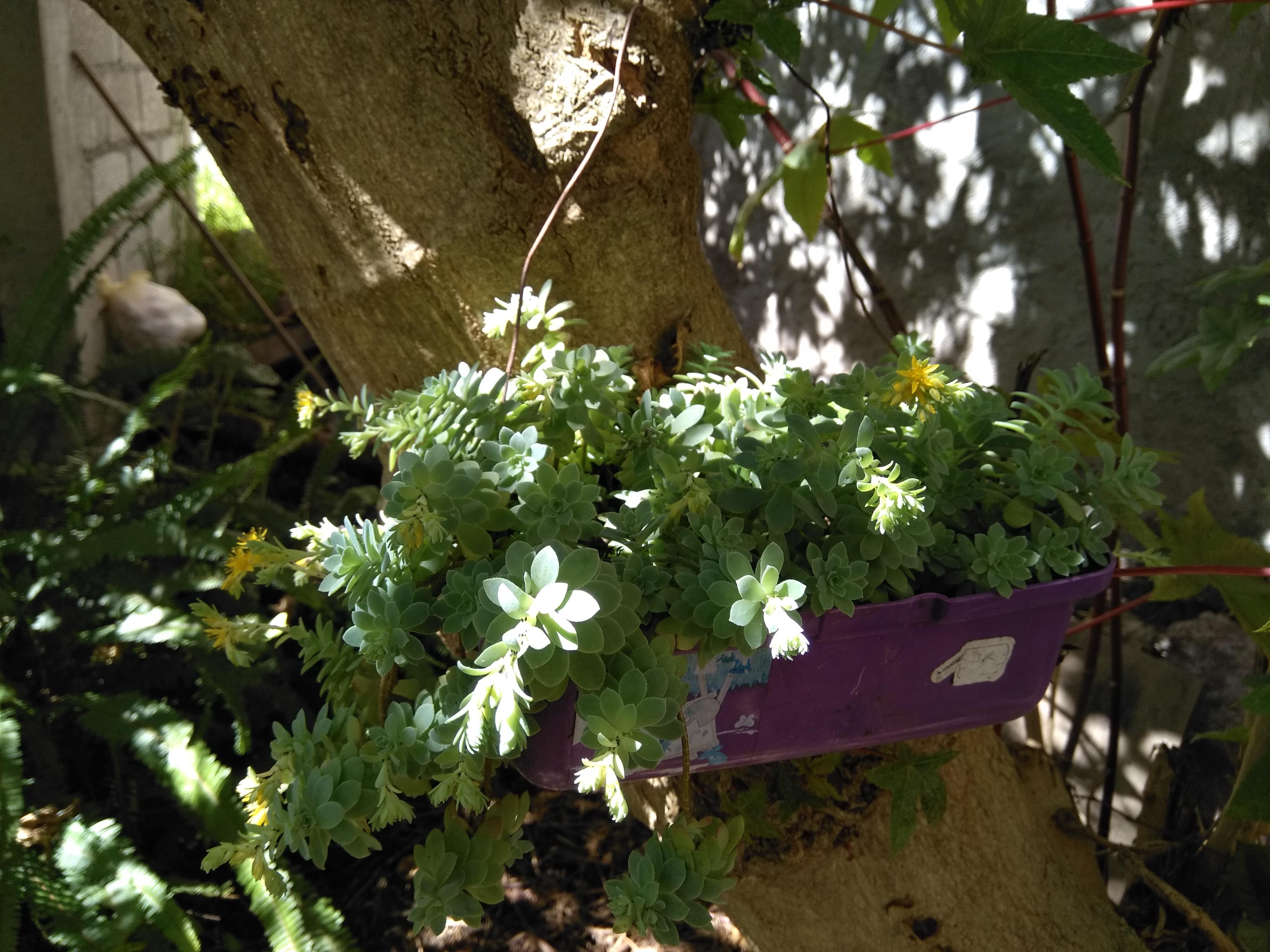 Truchas El Jacal Del Pulpis image 3