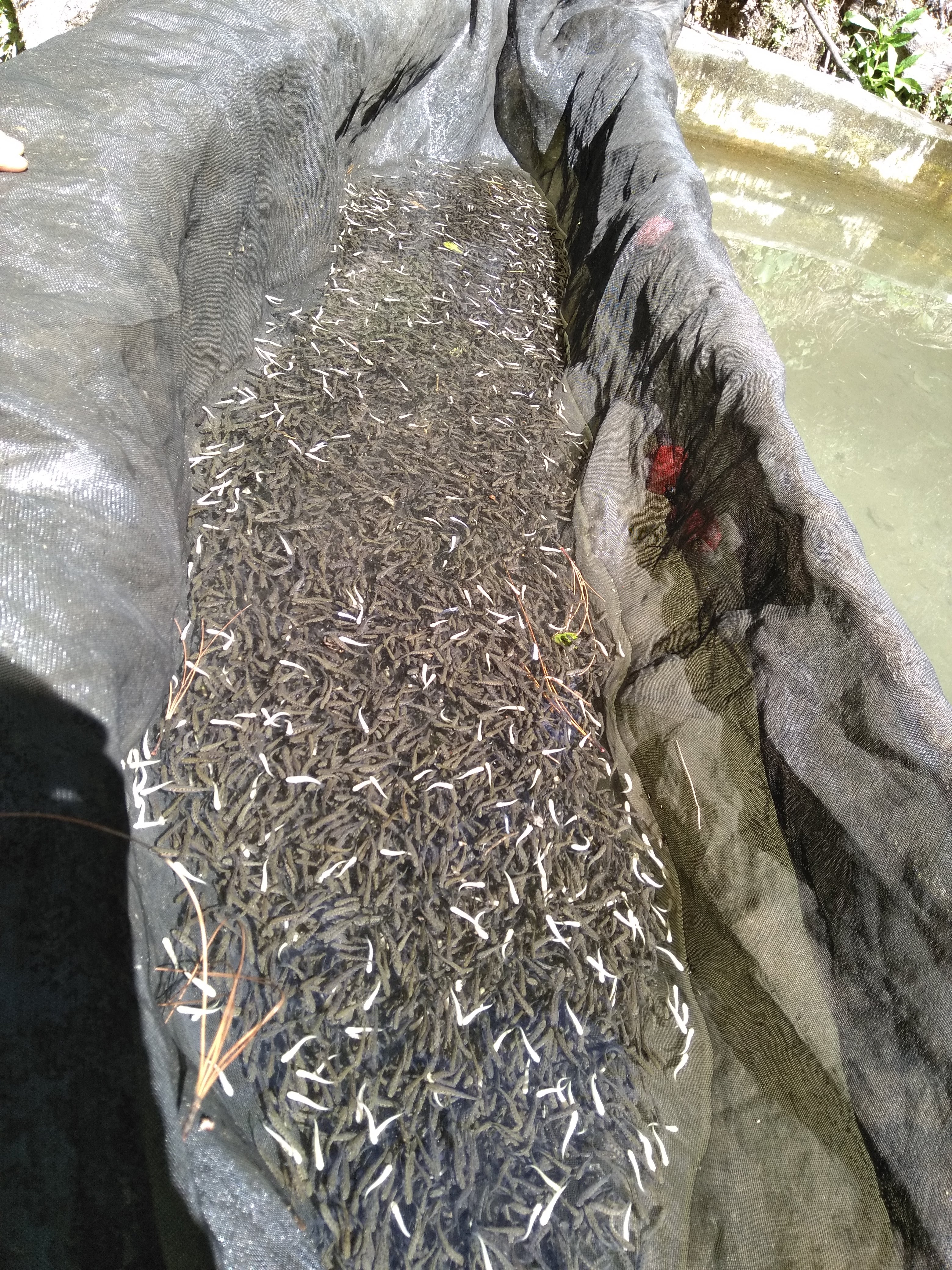 Truchas El Jacal Del Pulpis image 9