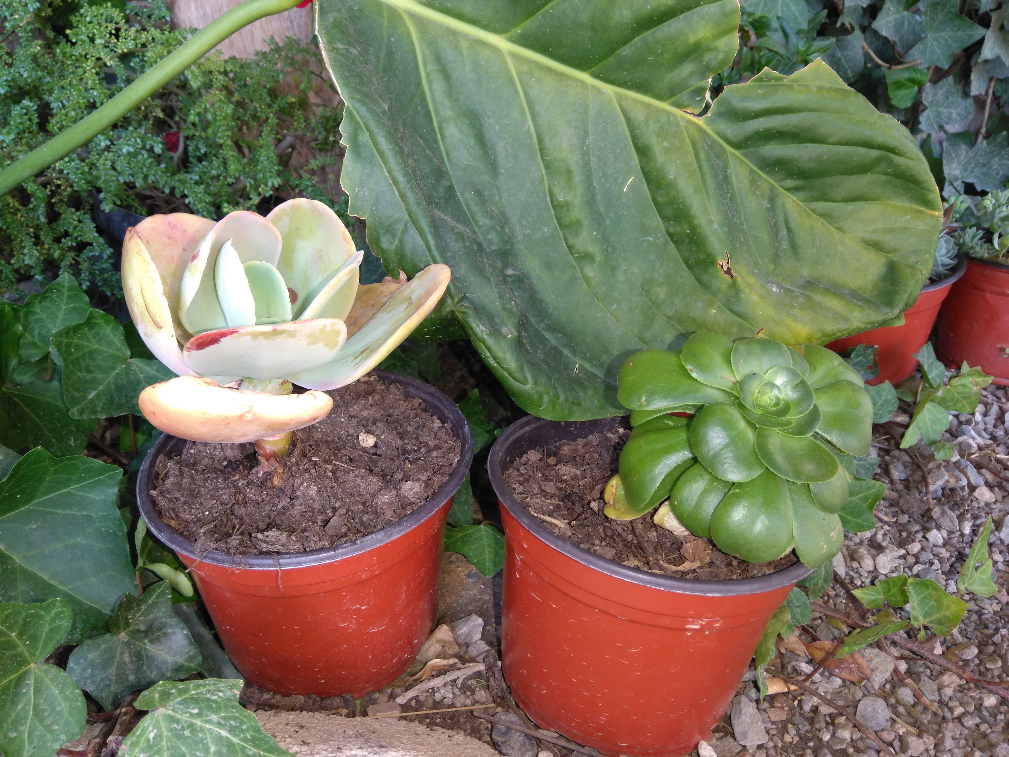 Truchas El Jacal Del Pulpis image 10