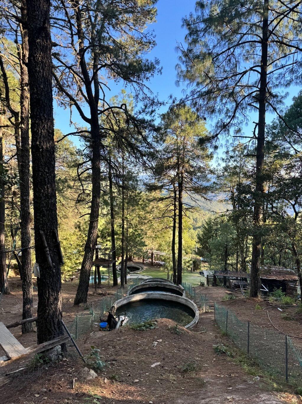 Truchas Cuachirindoo image 3