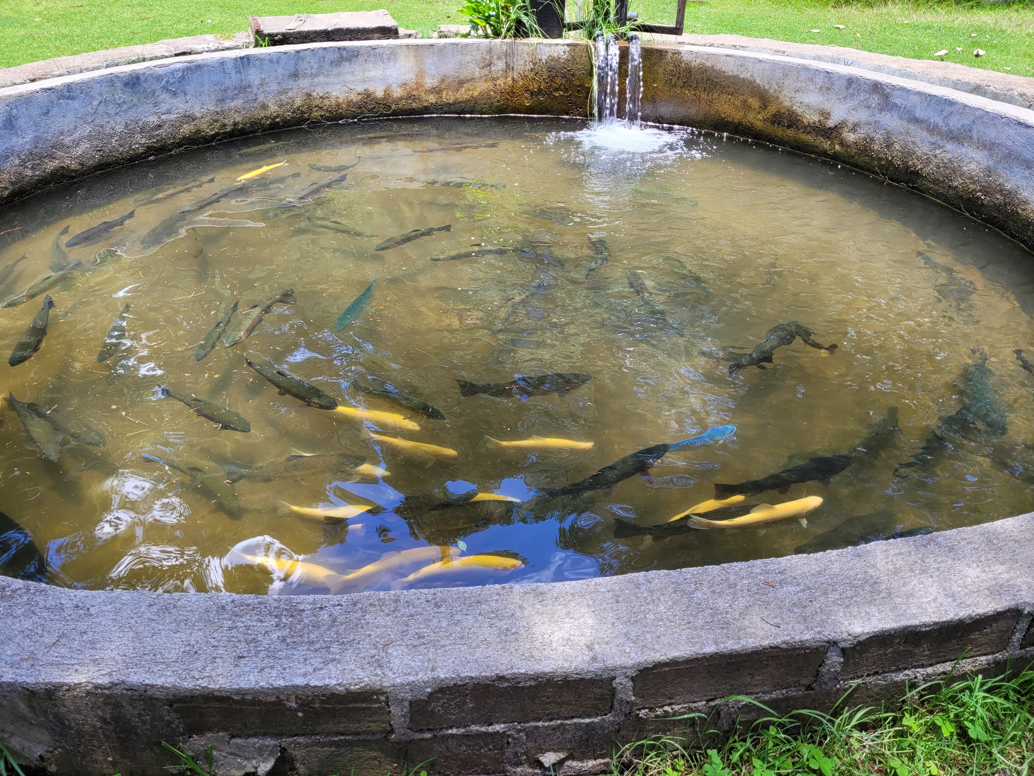 Truchas Cuachirindoo image 4