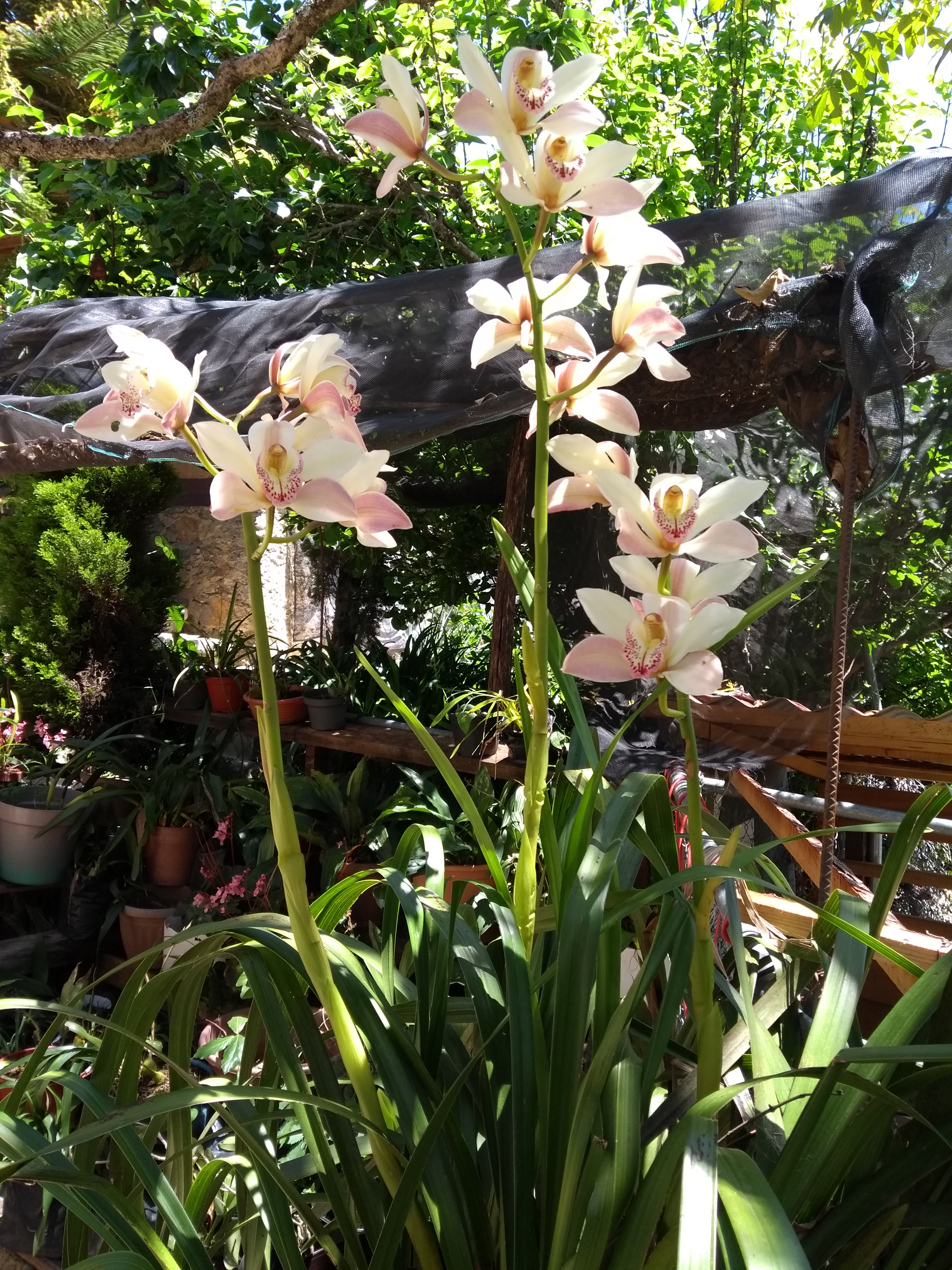 El Verbo de Méndez Café image 9