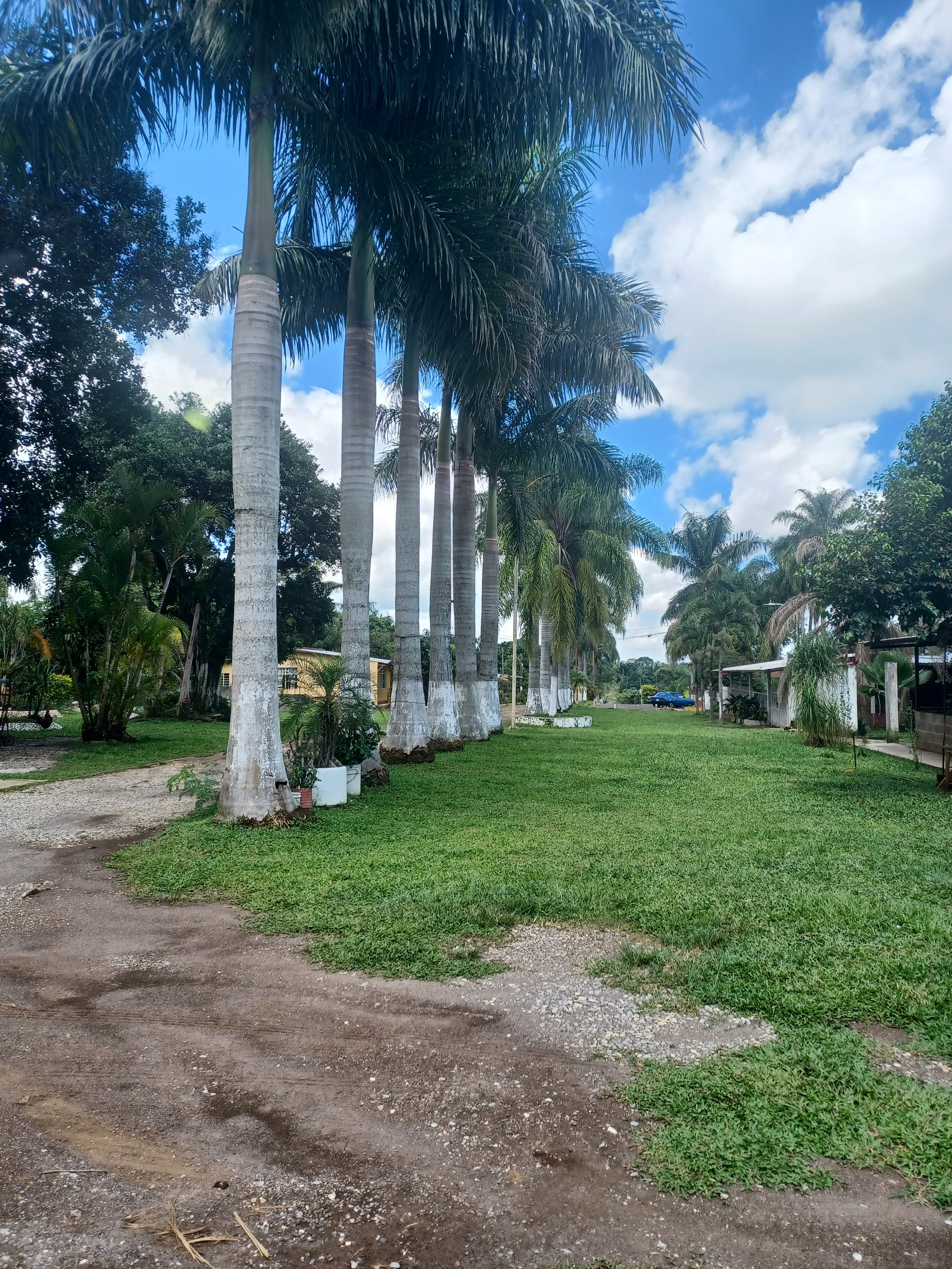 Cochinita a la #cubana *Polin* image 4