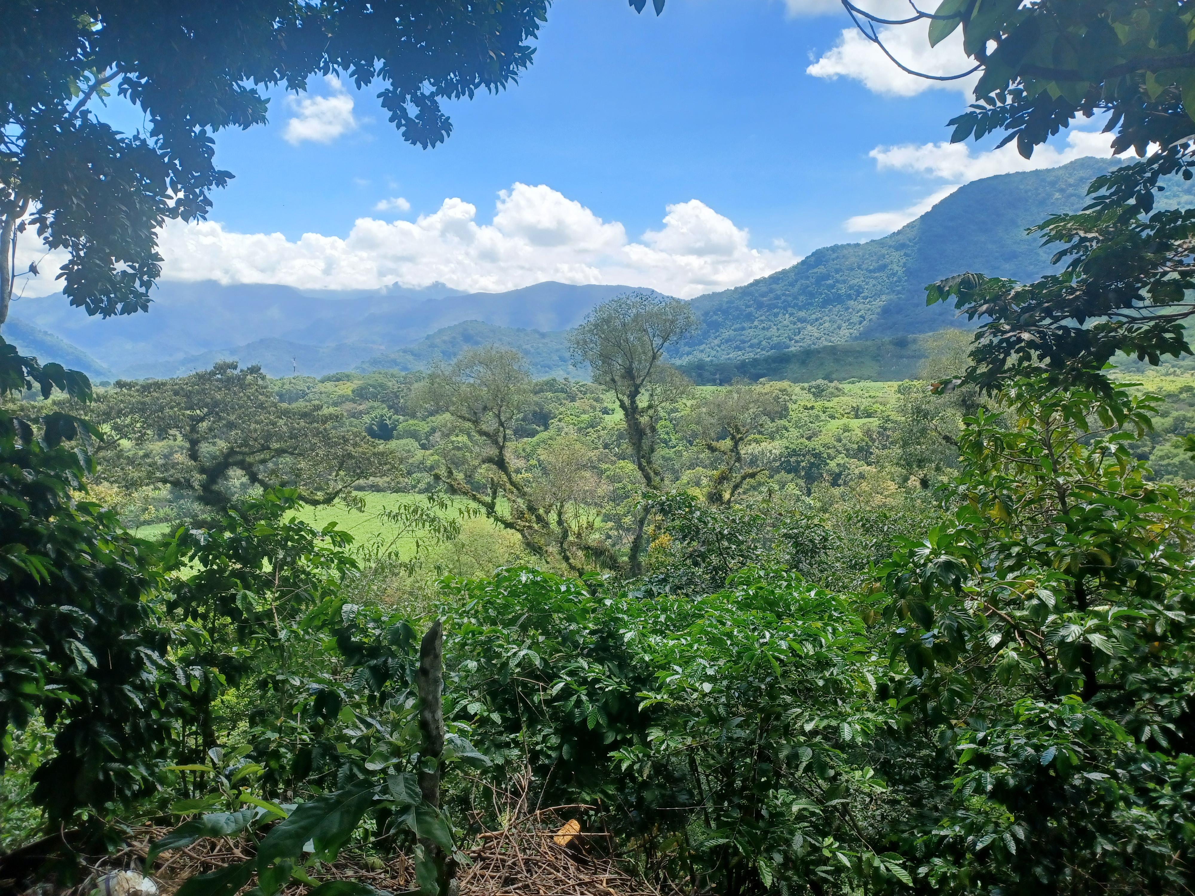 Cochinita a la #cubana *Polin* image 6