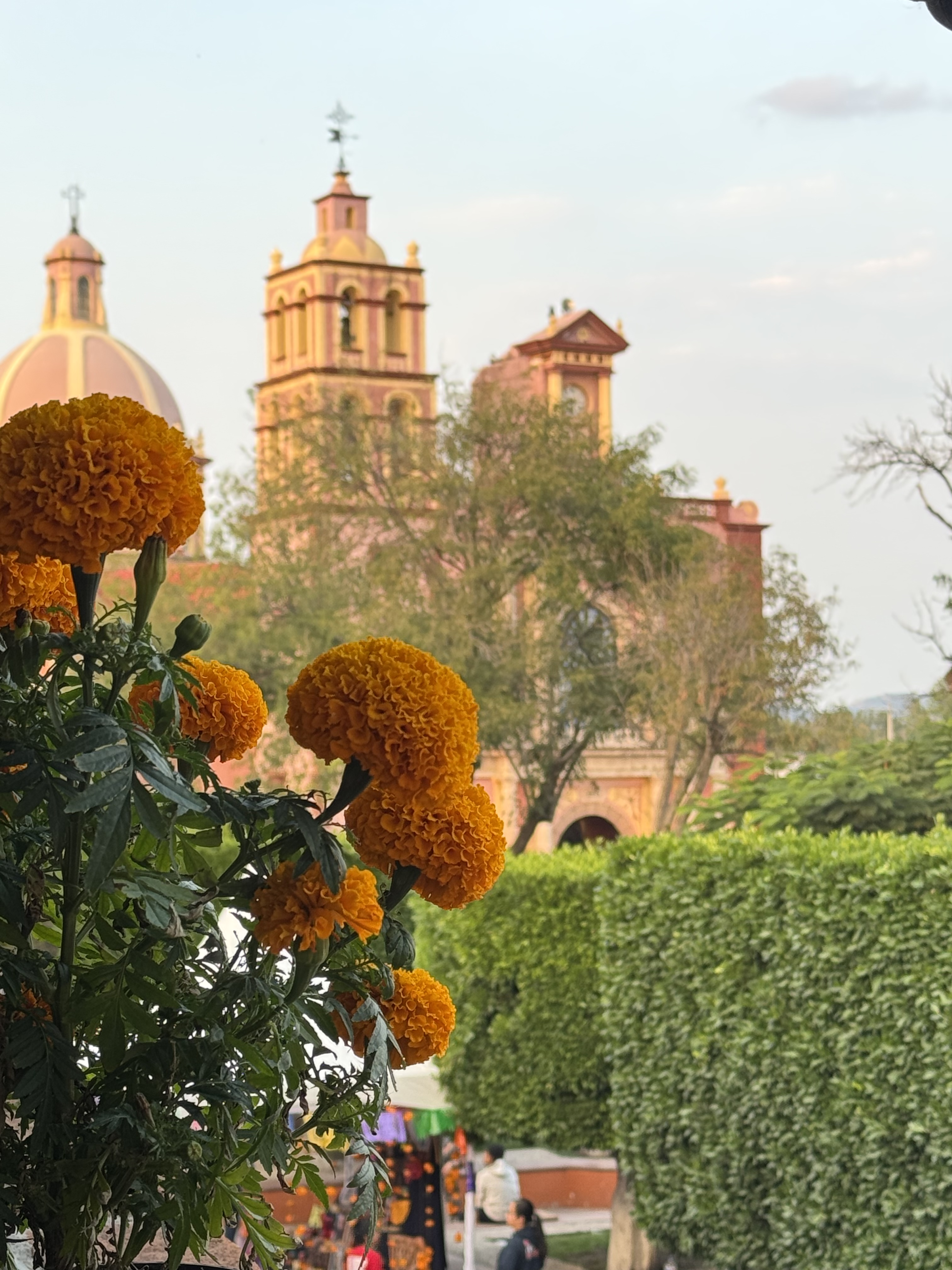 Cilantro y Perejil image 6