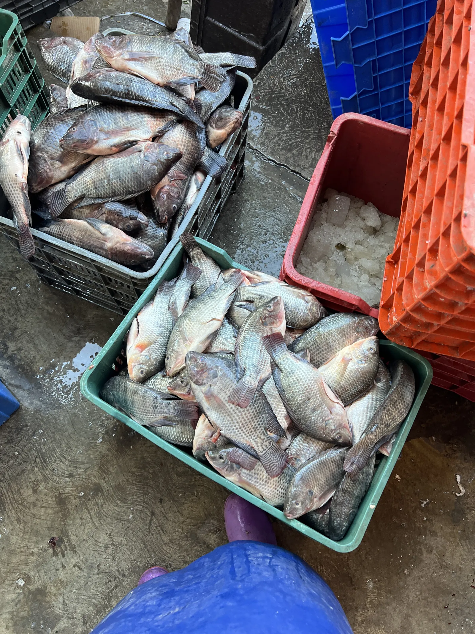 Pescados y mariscos "XIMENA" image 4