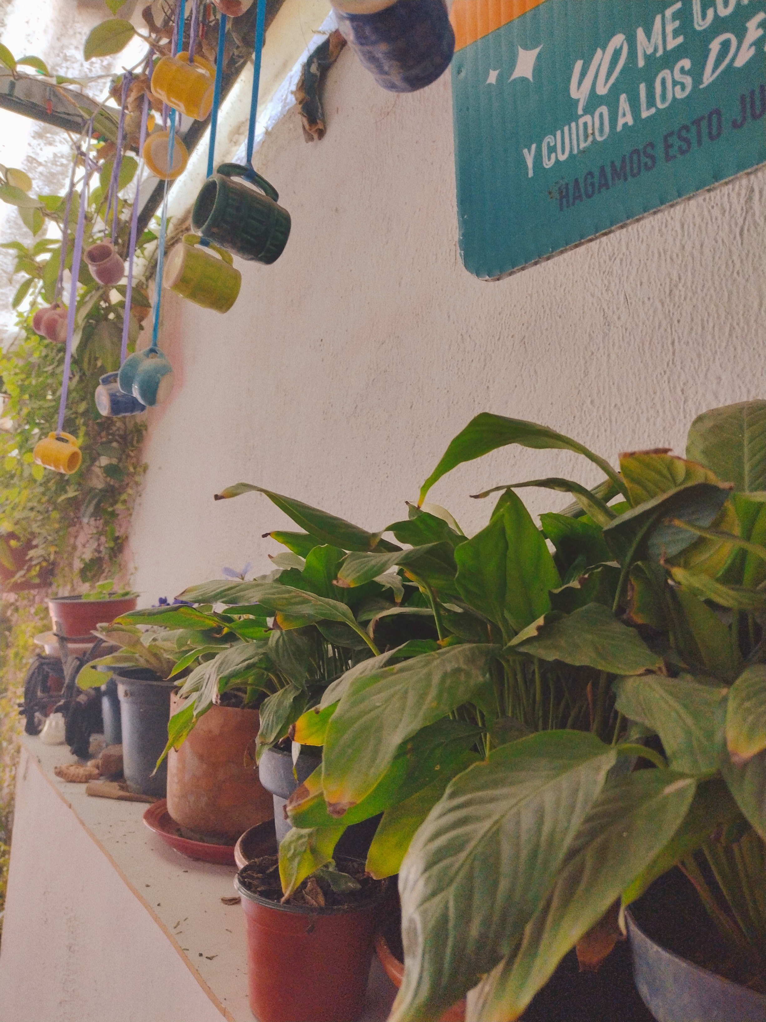 Doña Cande image 10