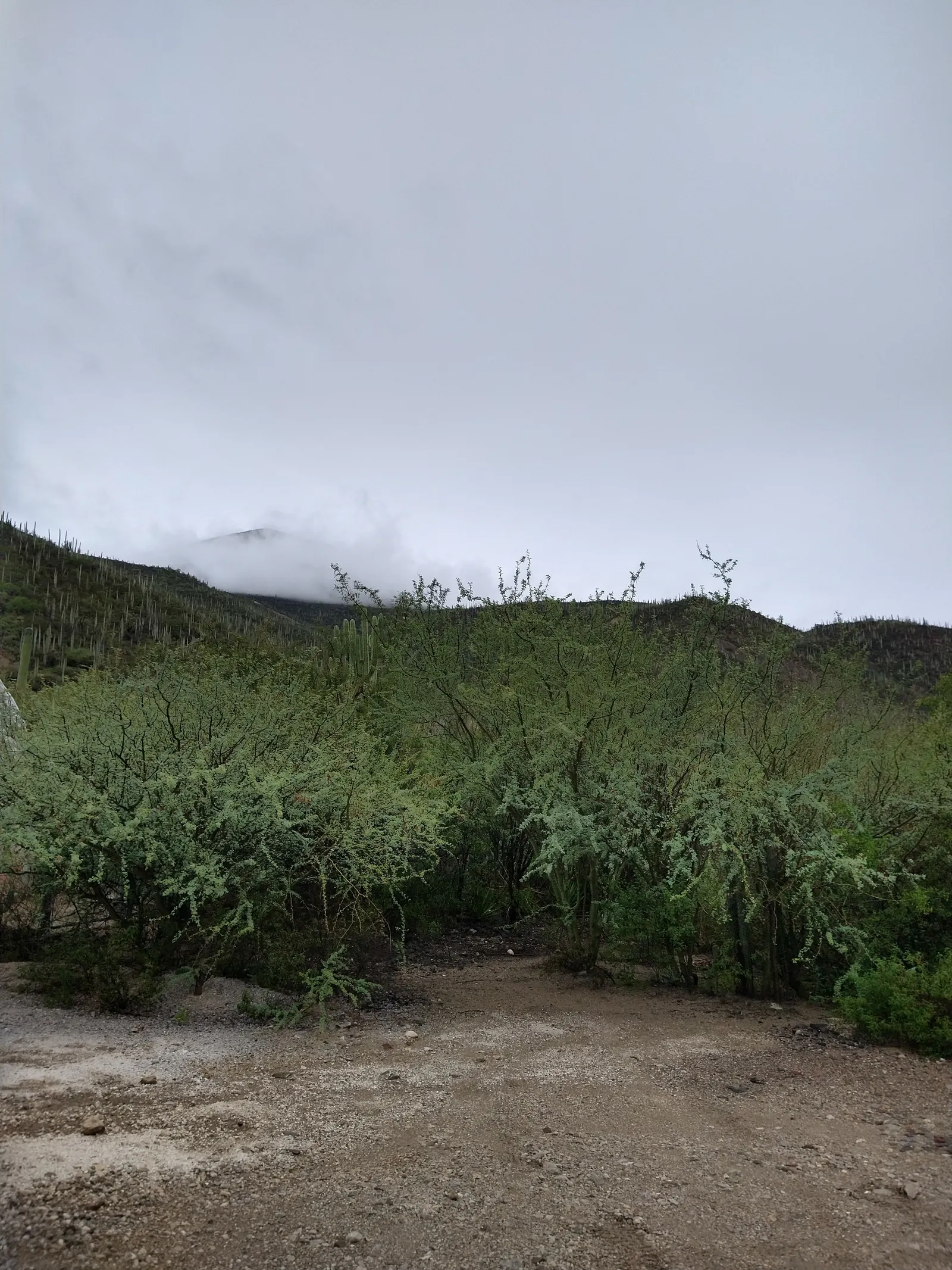 Fonda carrillo image 5