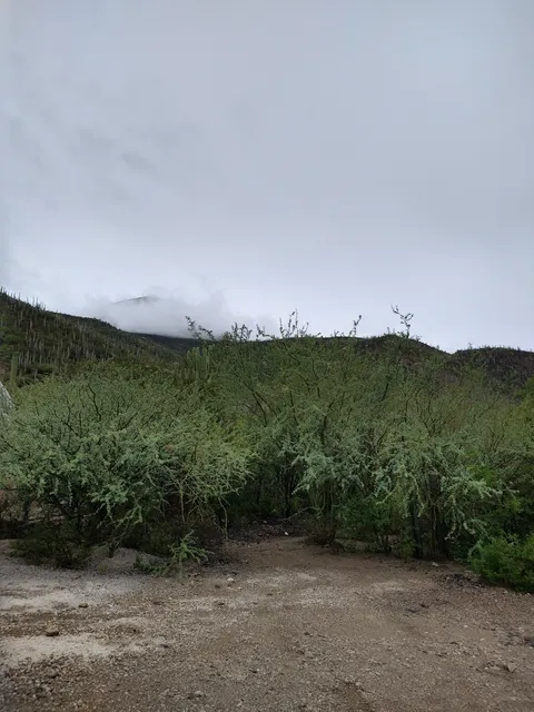Fonda carrillo image 5