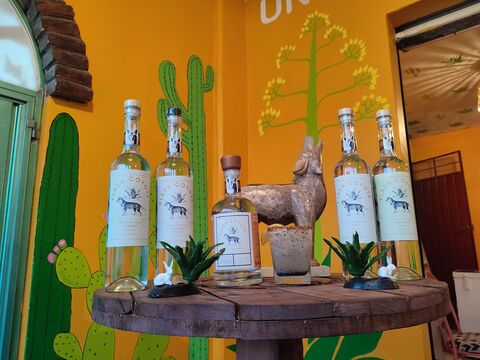 Mezcaleria La Plaza del Coyote 🐺 image 4