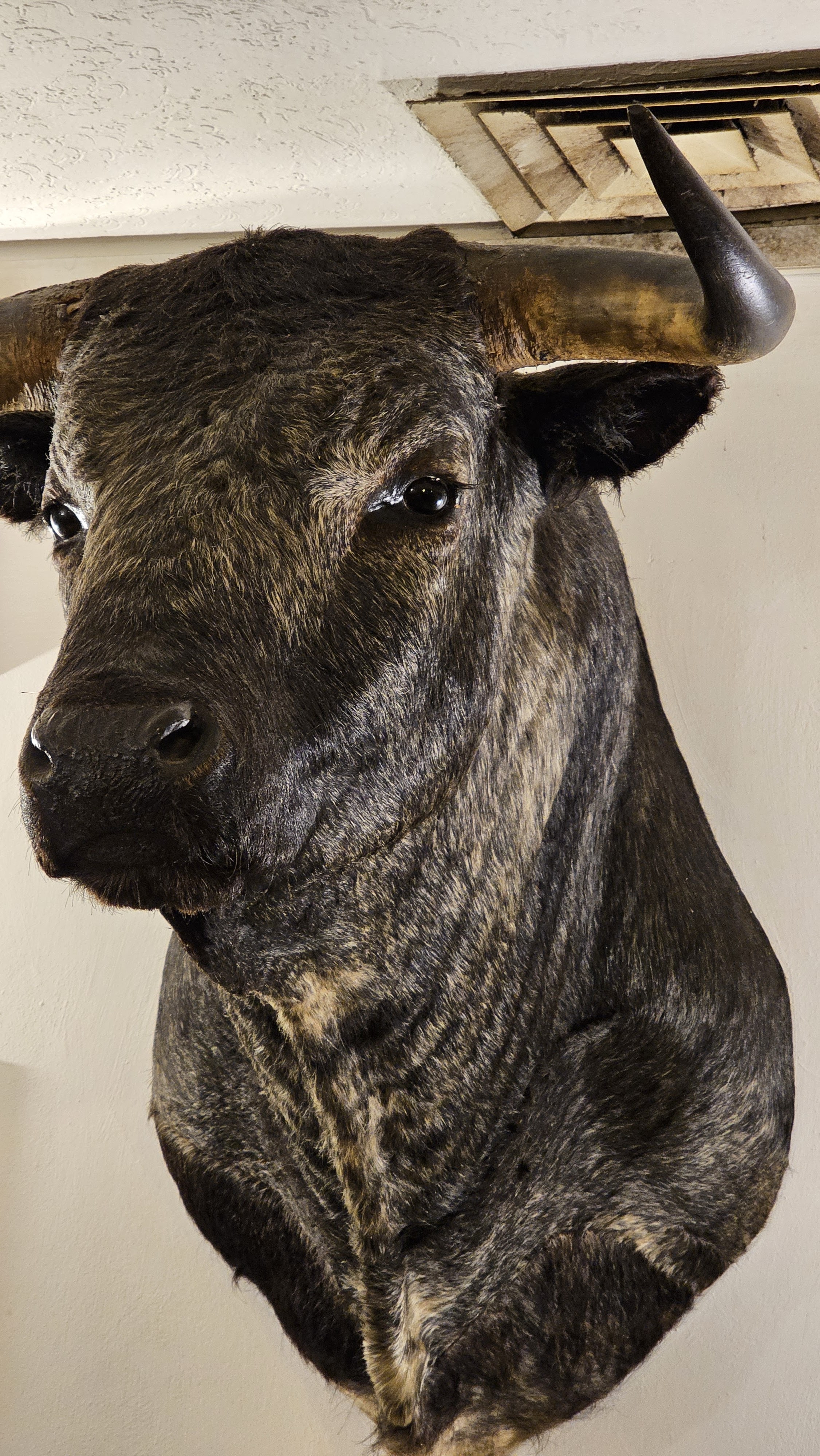 El Novillero Tradicional image 4