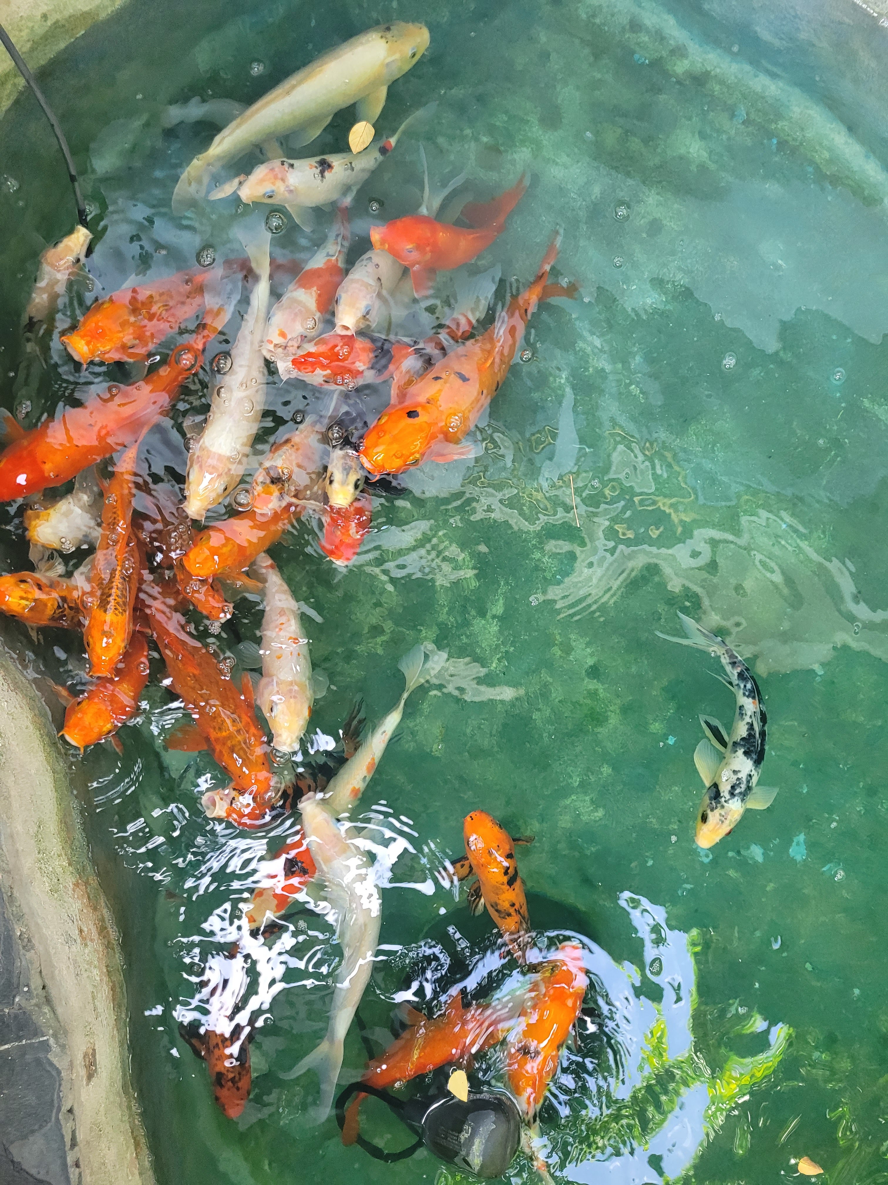 Hong Kong Restaurant image 7