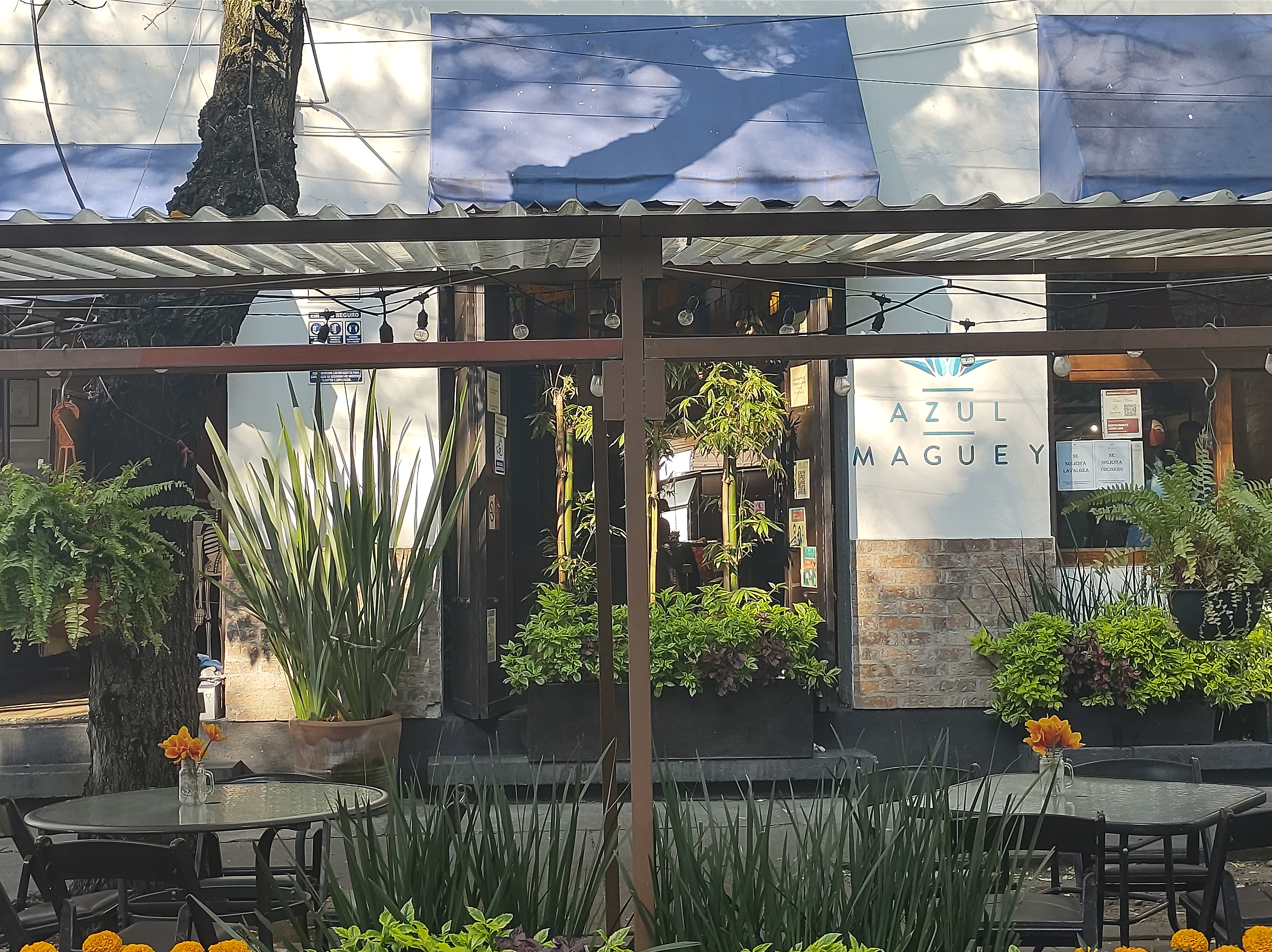 Restaurante Azul Maguey image 7