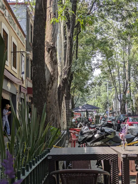 Tucán Coyoacán image 5