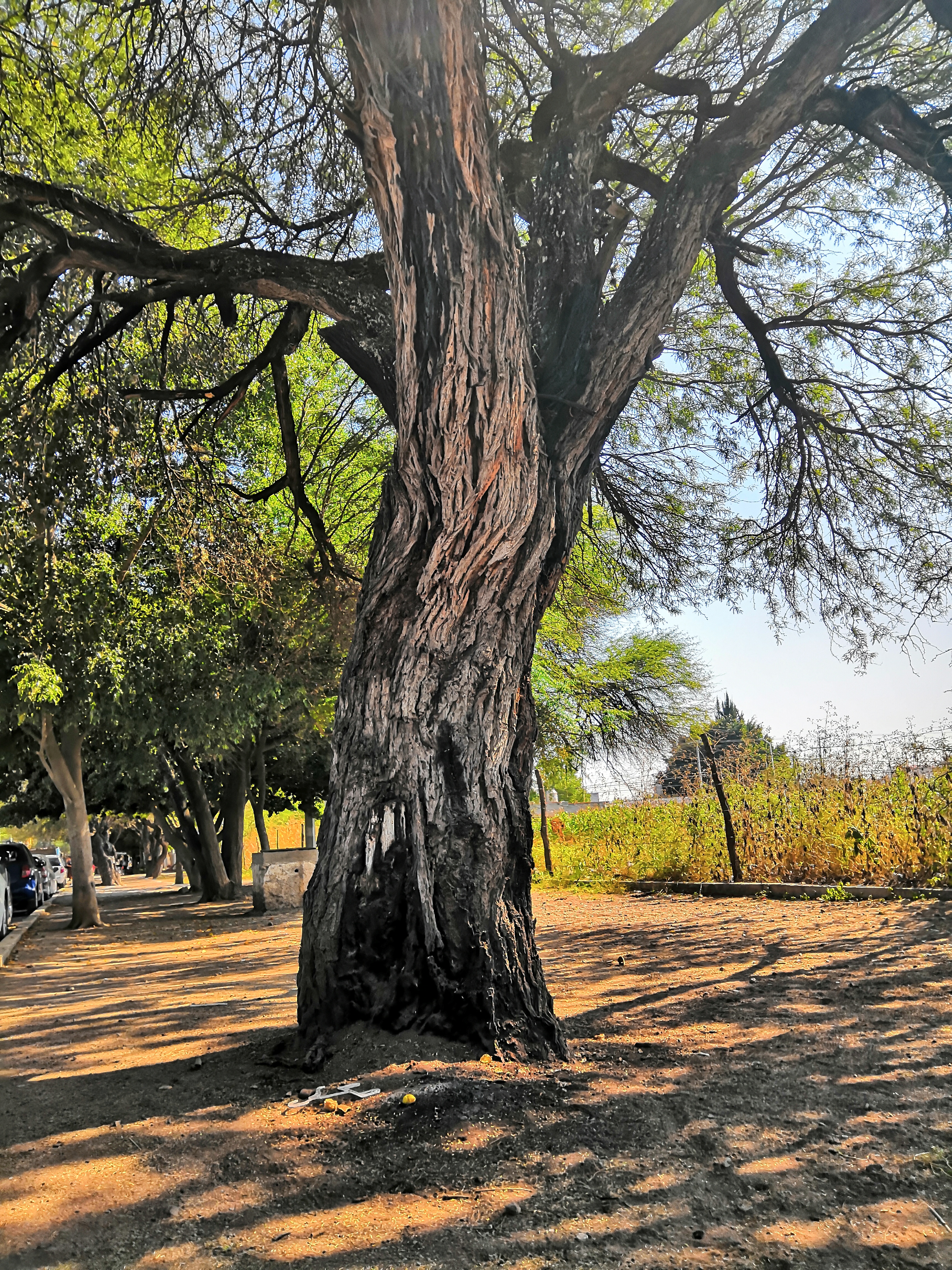 La Comidilla image 3