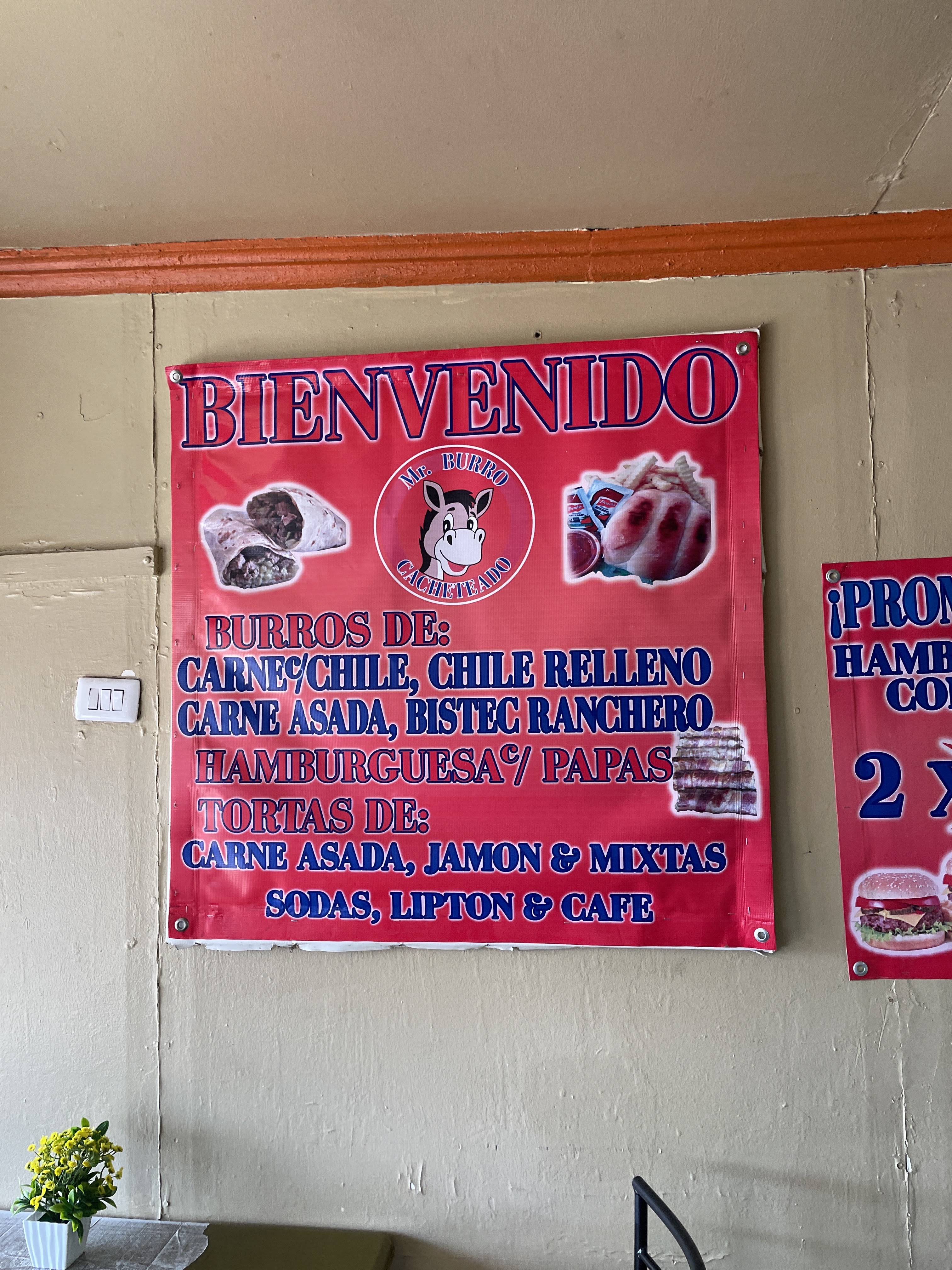 MR BURRO CACHETEADO image 6