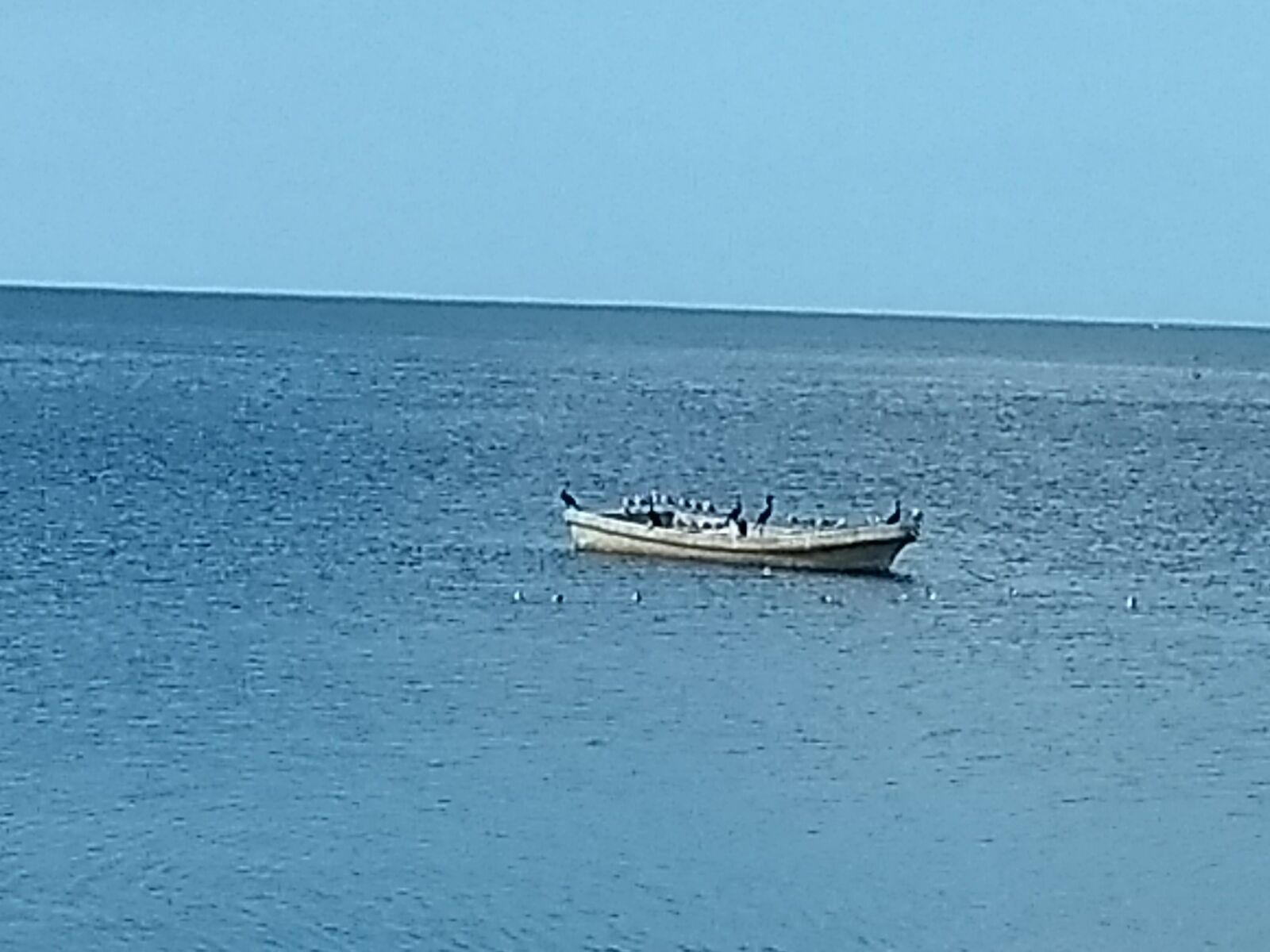 La PALAPA image 3