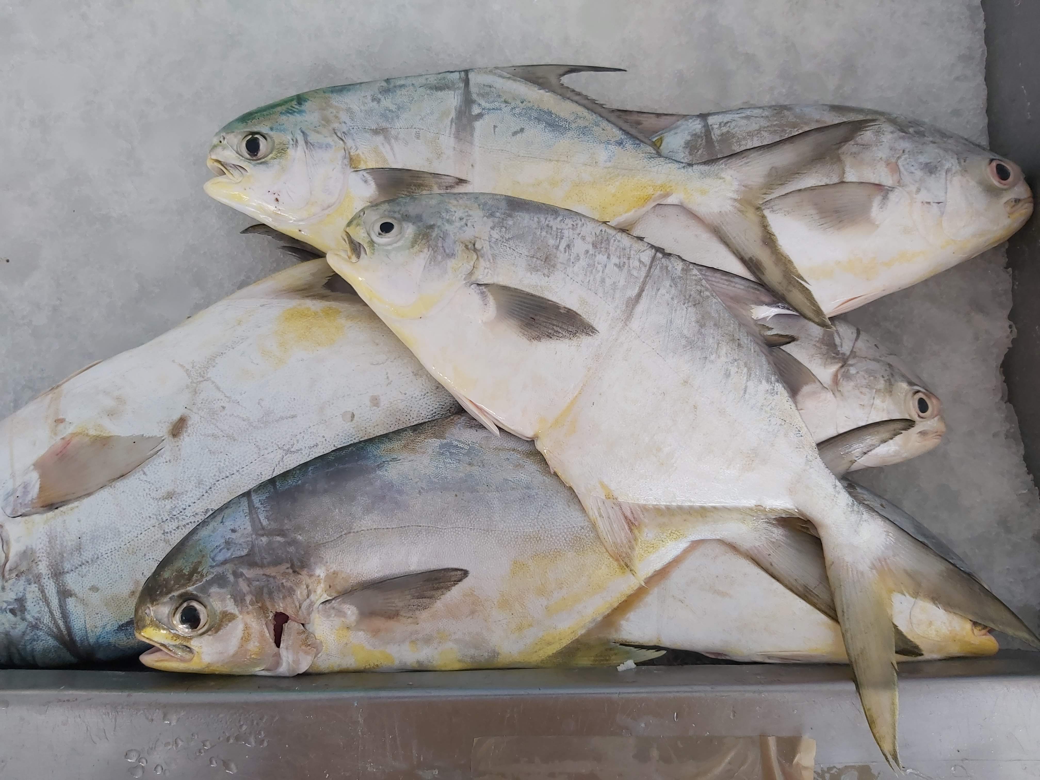 Pescadería El Siervo image 1