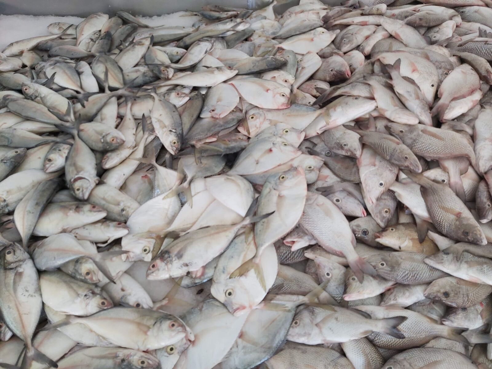 Pescadería El Siervo image 2