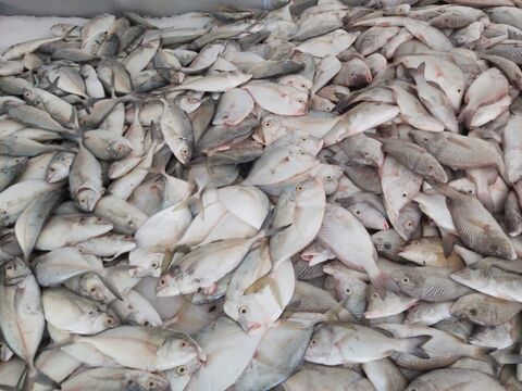 Pescadería El Siervo image 2