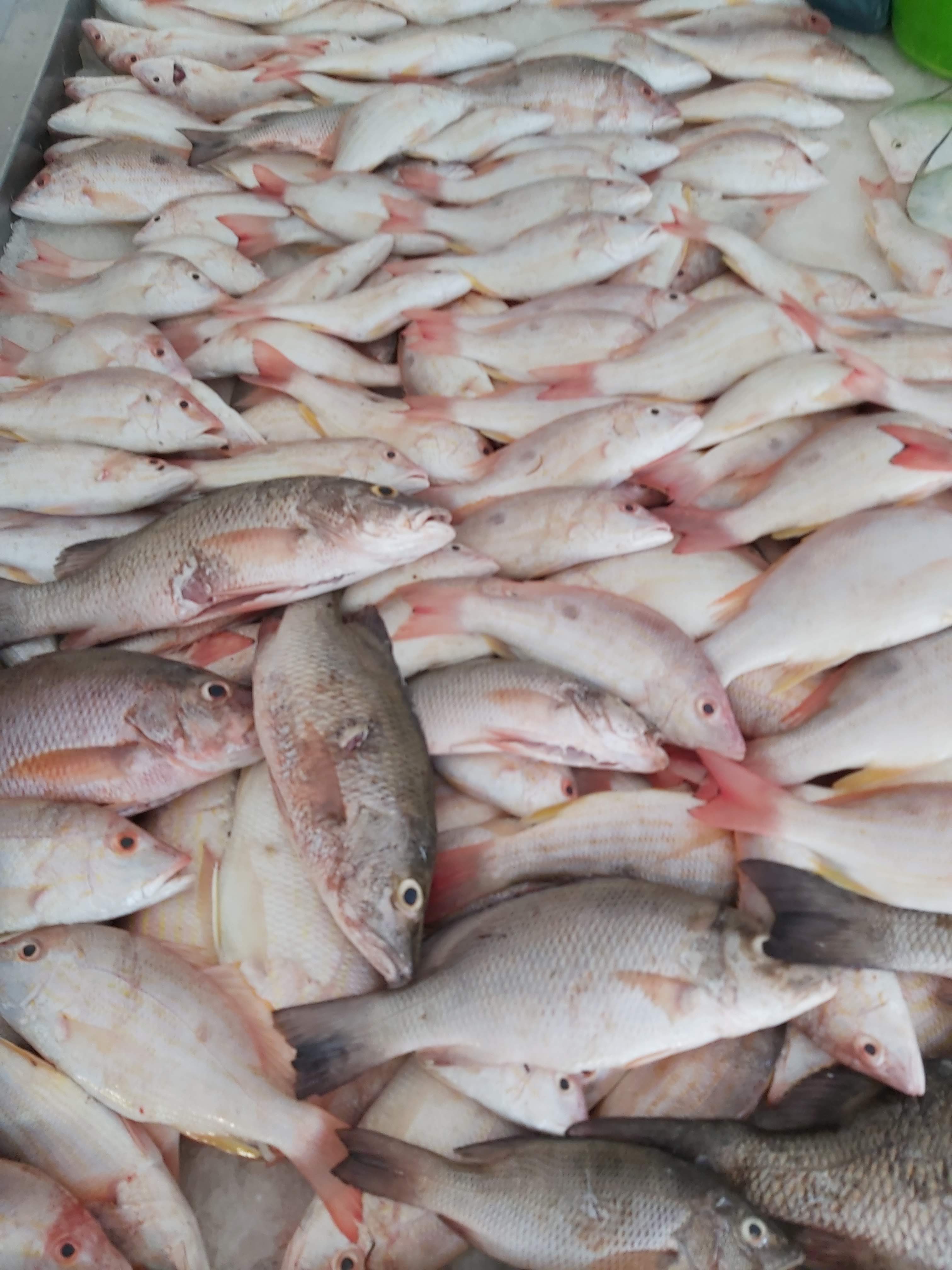 Pescadería El Siervo image 6