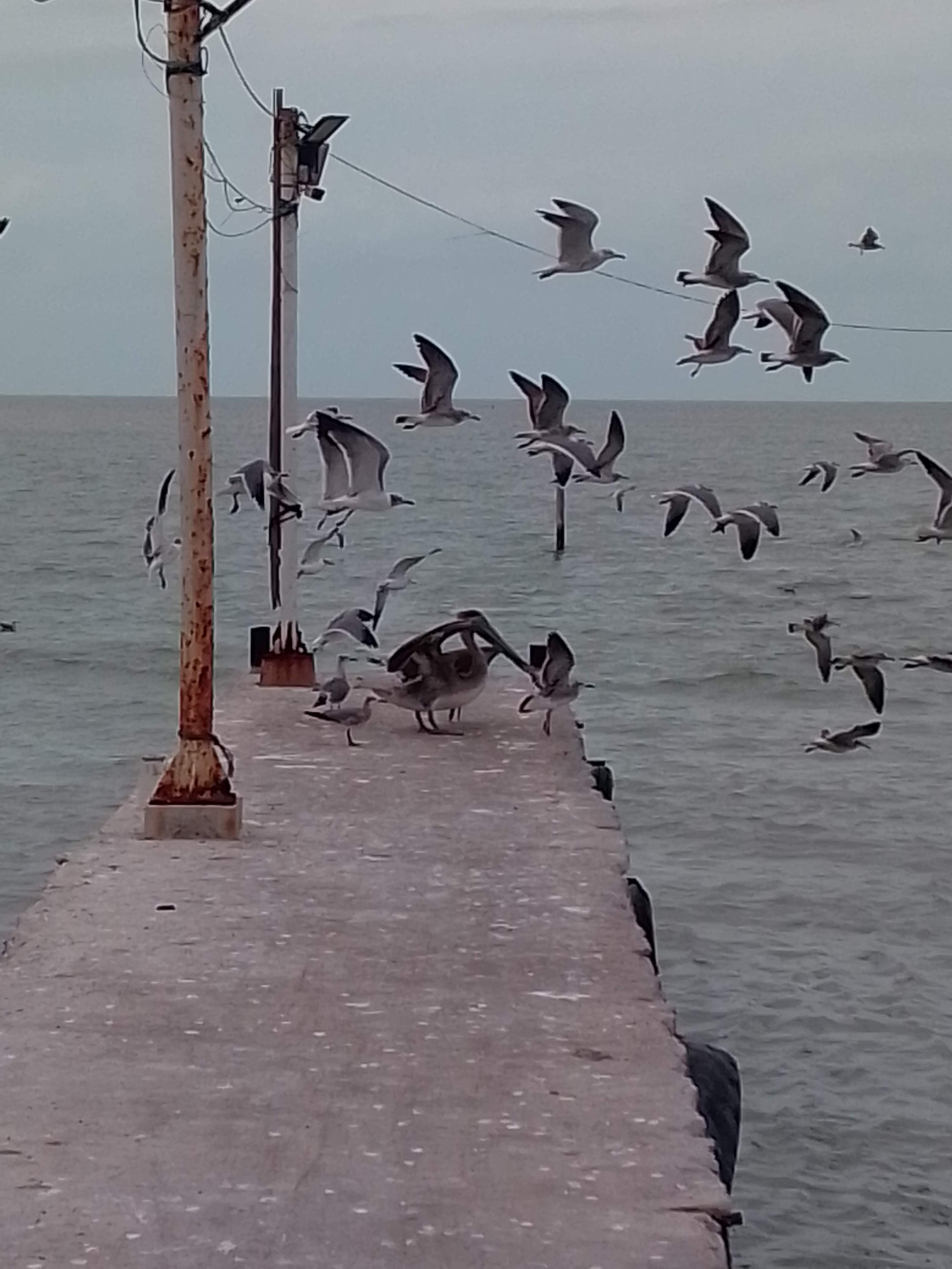 Mixiotes y barbacoa "linaldi" image 10