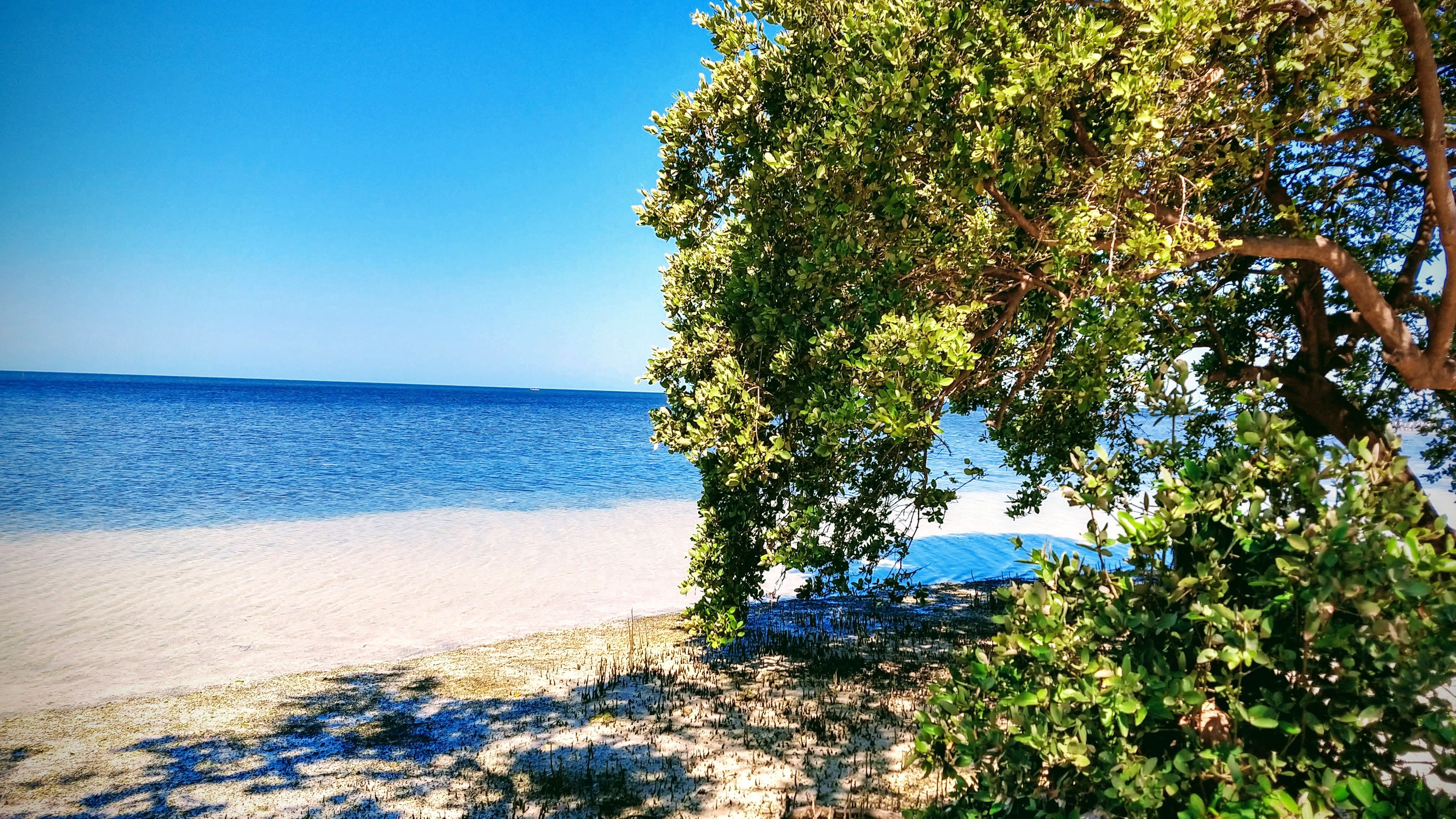 pollos y costillas asadas image 7