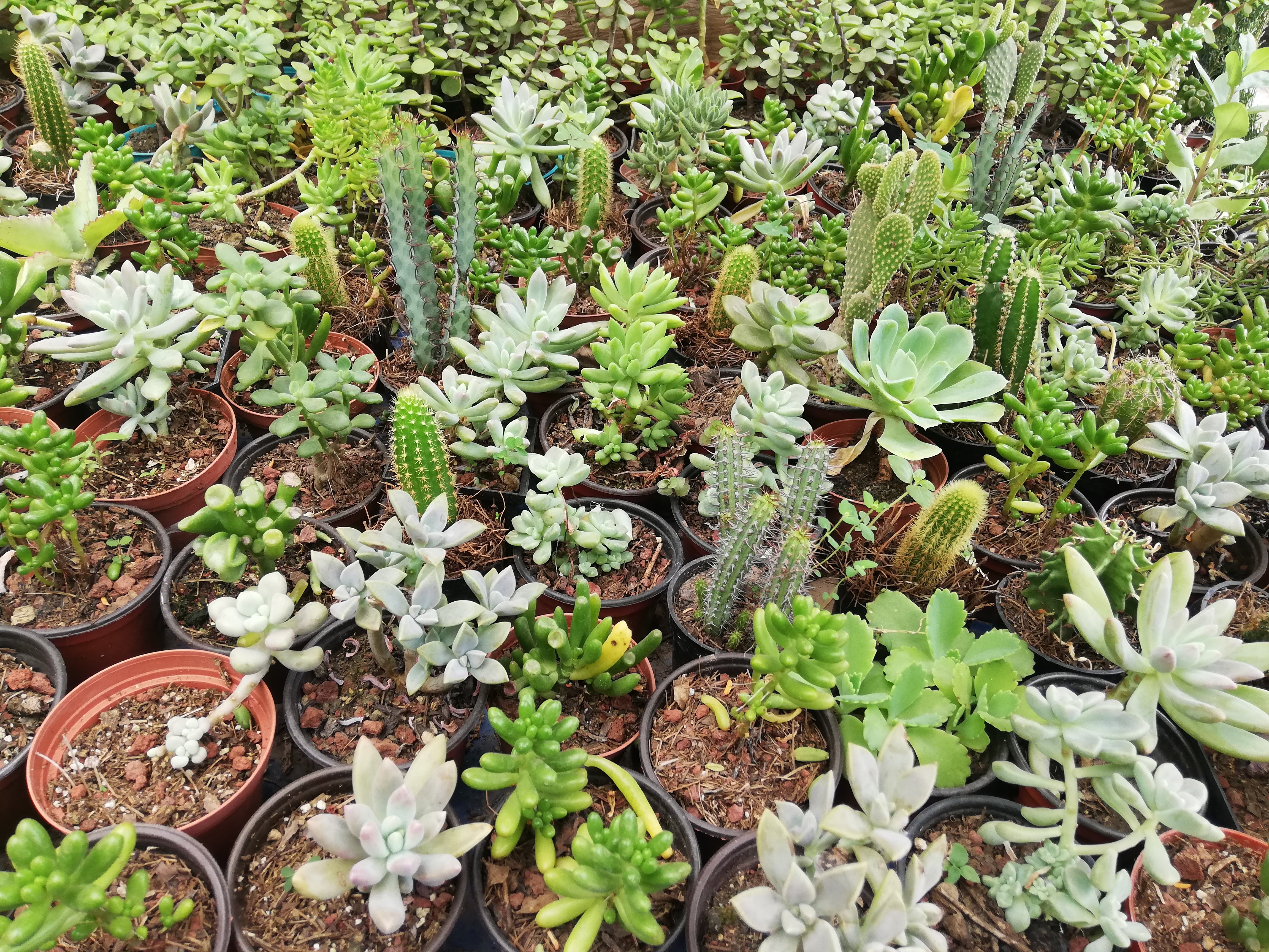 Tortas "El Negro" image 2