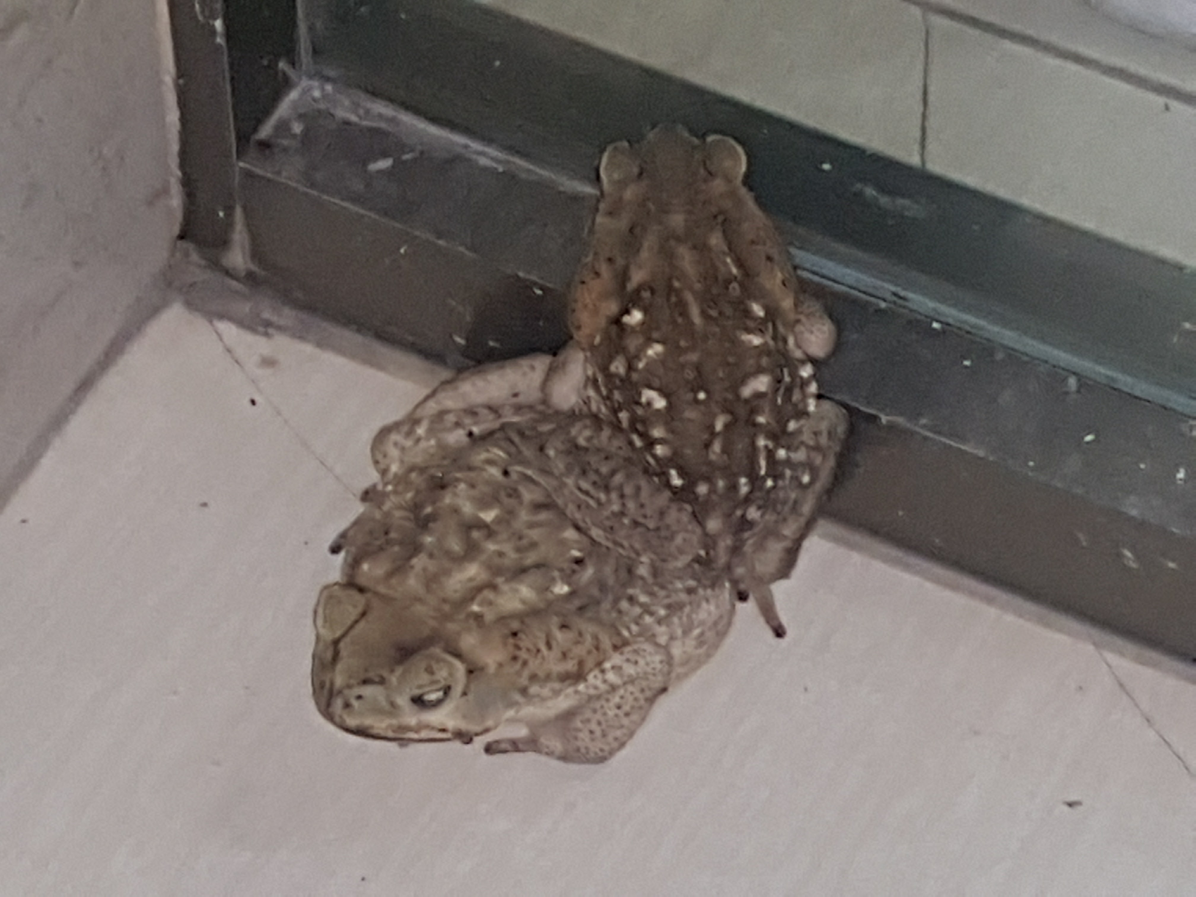 El Pibilcito image 2