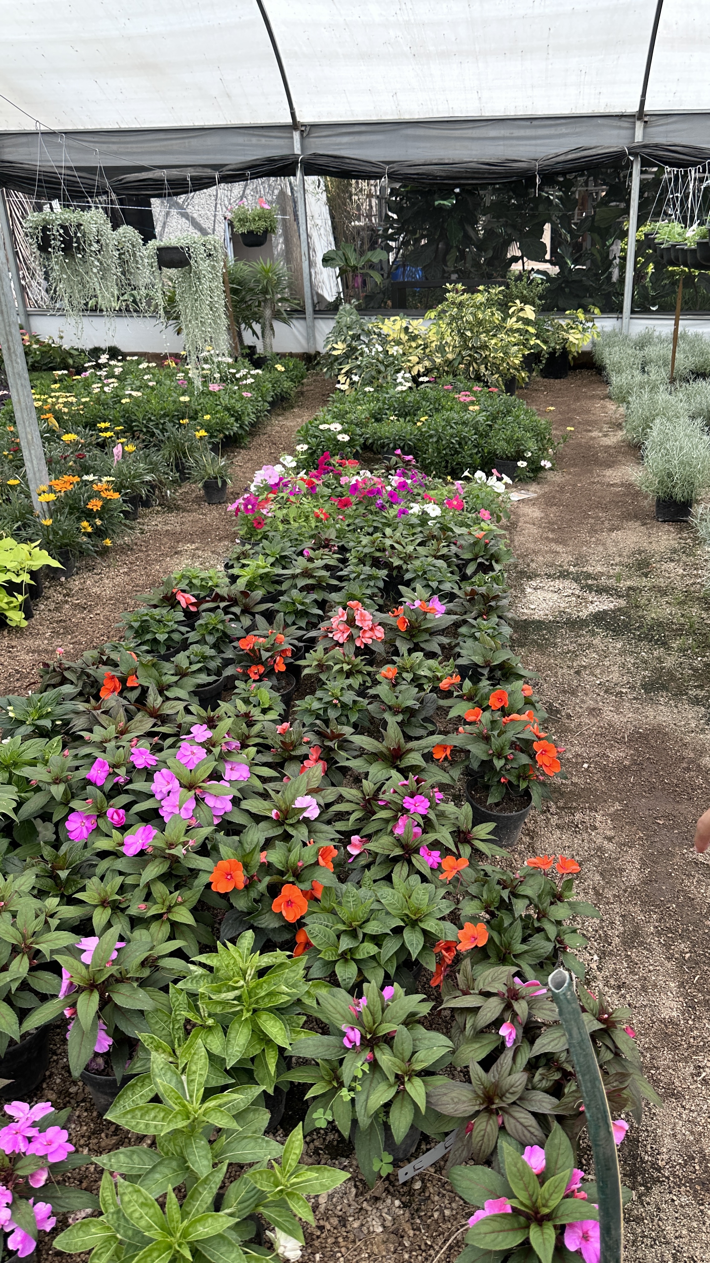 La Planteria Vivero Cafe Bosques image 8