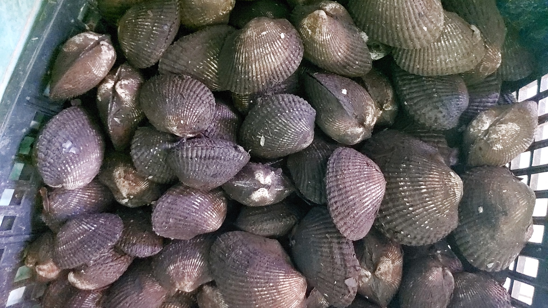 Pescaderia del fuerte image 5