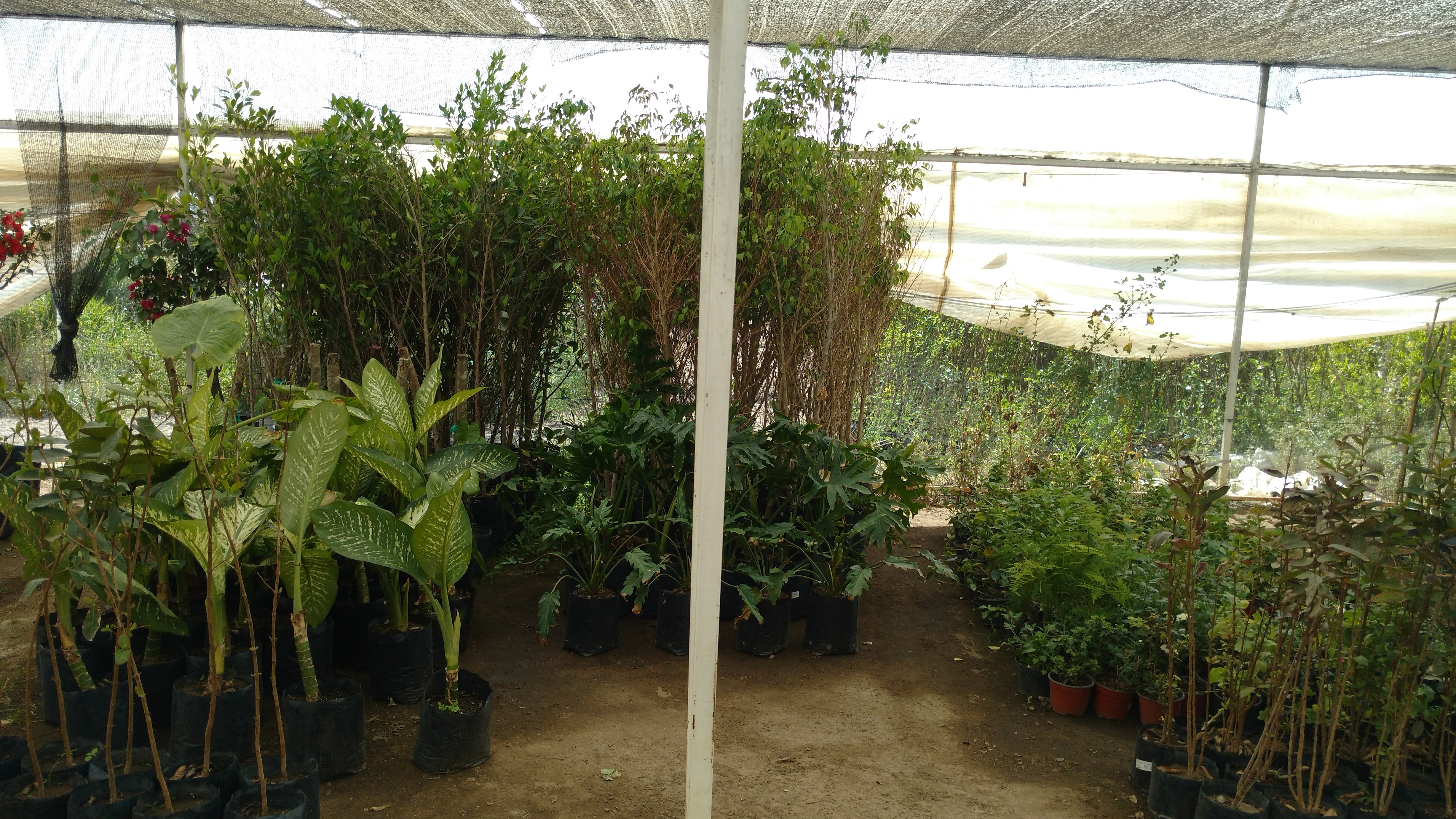 Las Güeritas: Quail & rabbit image 6