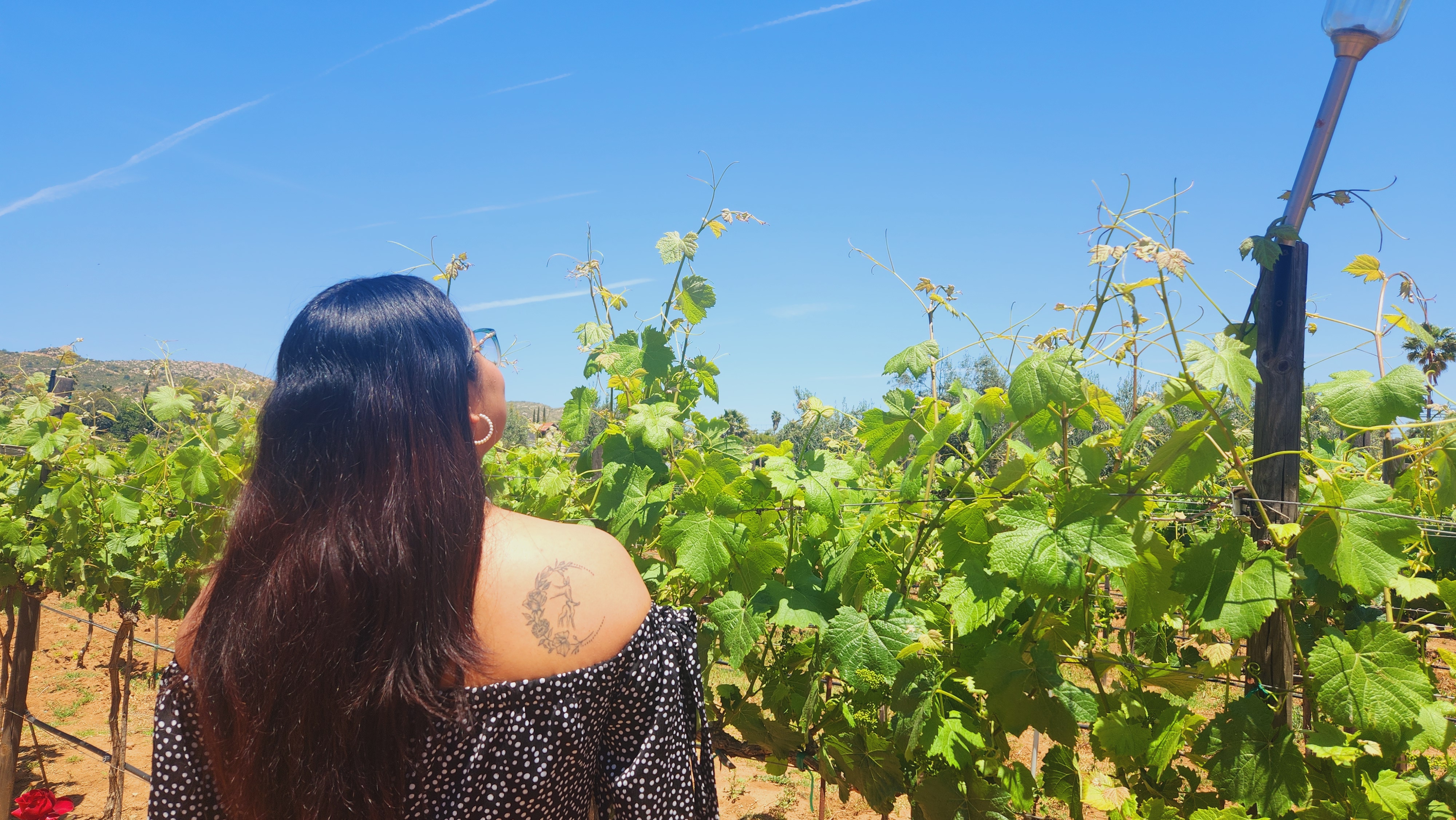 Midnight Sun Winery and Restaurant image 7