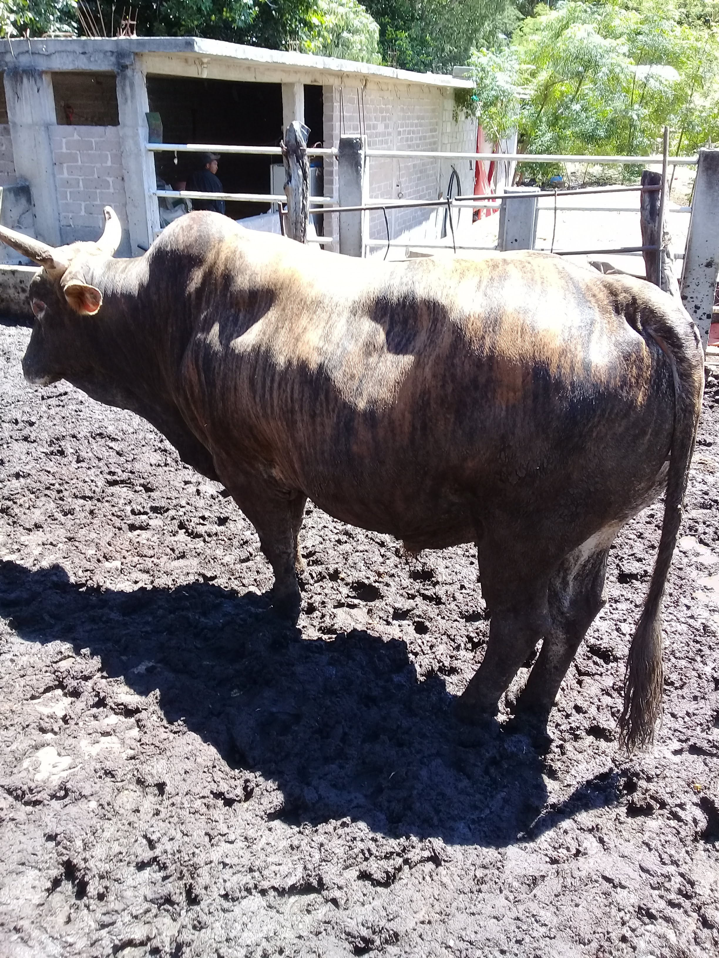 Tacos El Campesino image 8